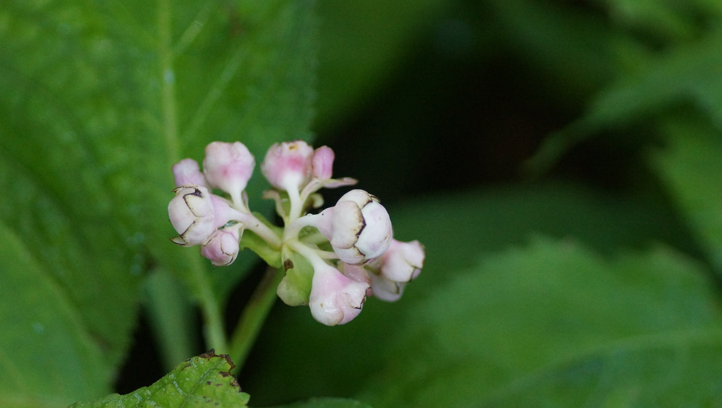 Deinanthe bifida 'Pink Shi' - Zweispaltige Scheinhortensie