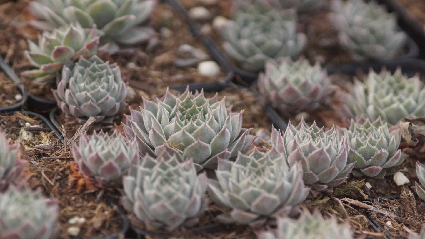 Sempervivum Hybride 'Belladonna' - Hauswurz