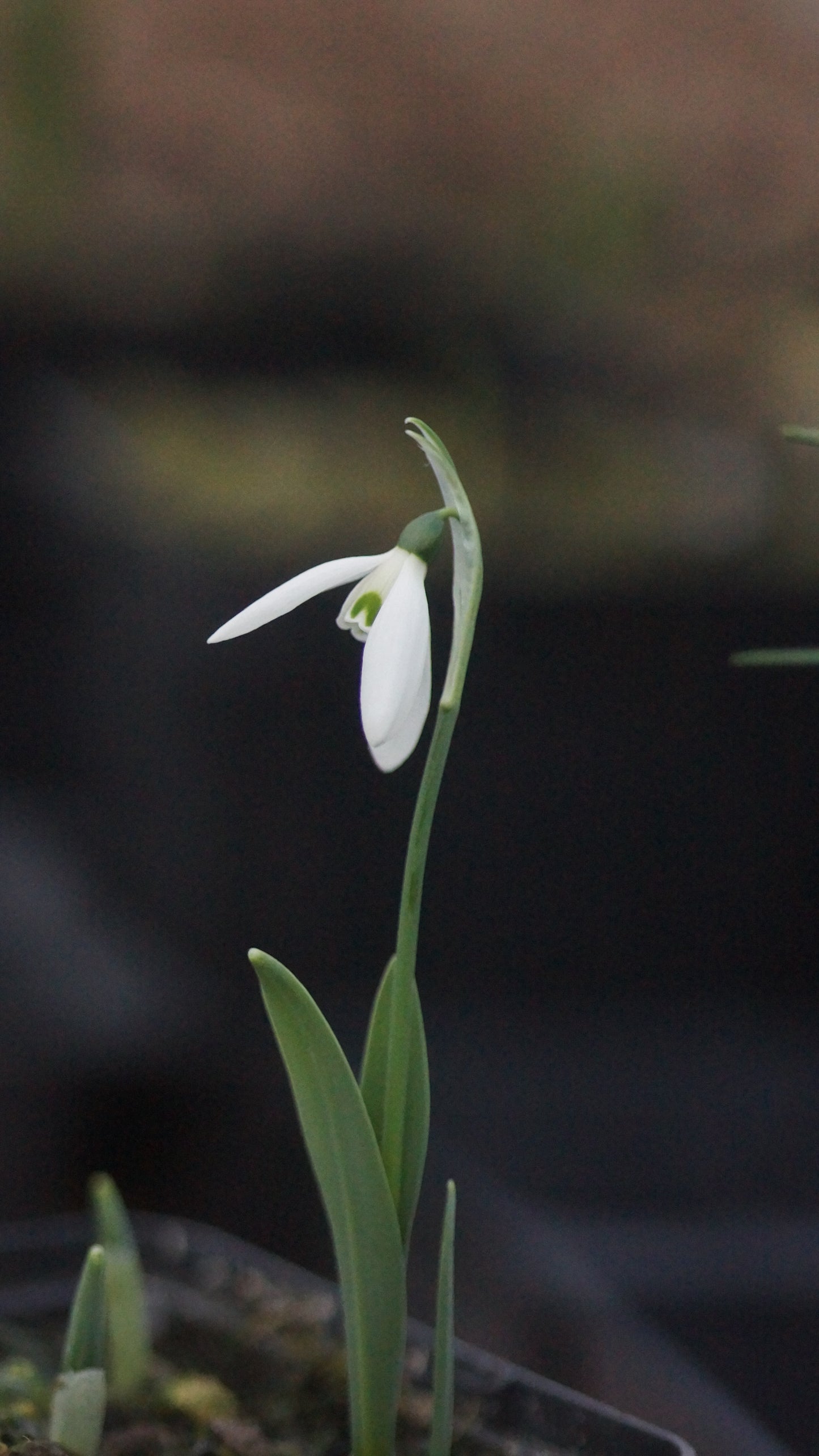 Galanthus elwesii - Elwes-Schneeglöckchen