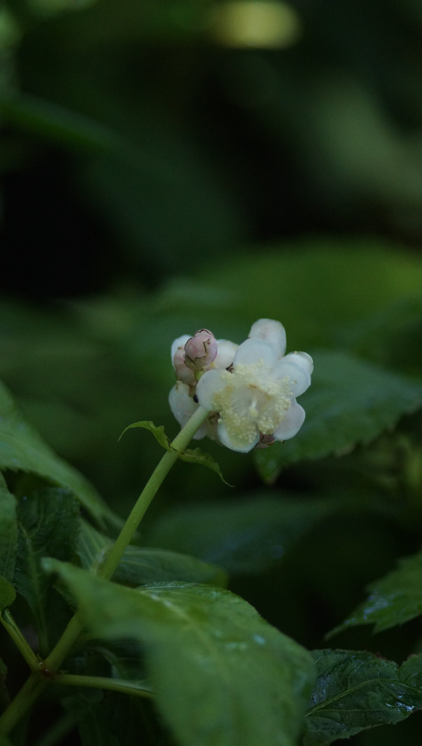 Deinanthe bifida 'Pink Shi' - Zweispaltige Scheinhortensie