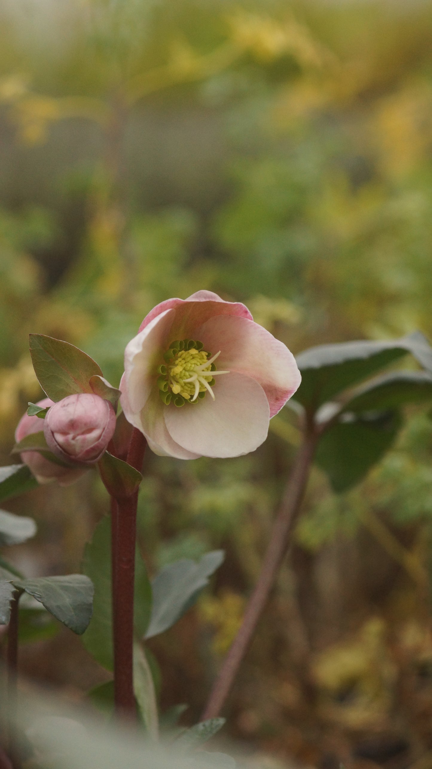 Helleborus x ericsmithii 'Angel Glow' - Christrose