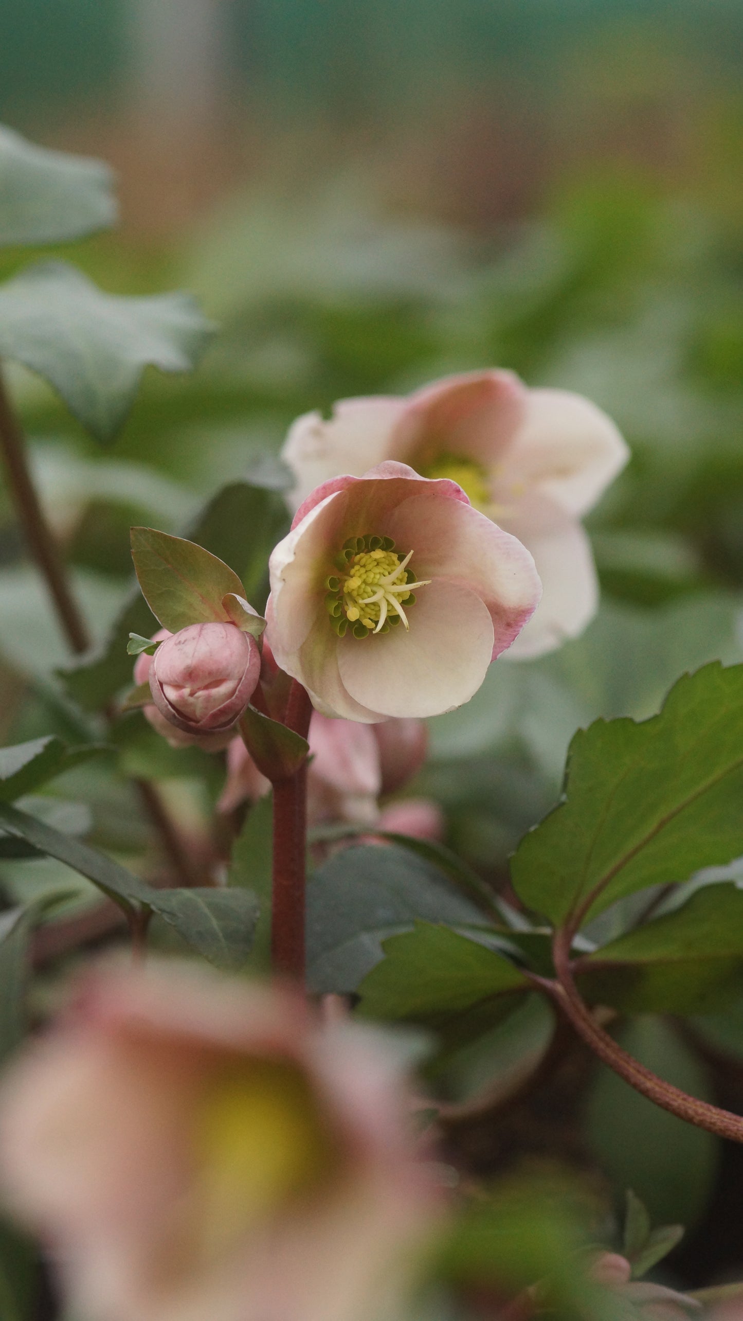 Helleborus x ericsmithii 'Angel Glow' - Christrose