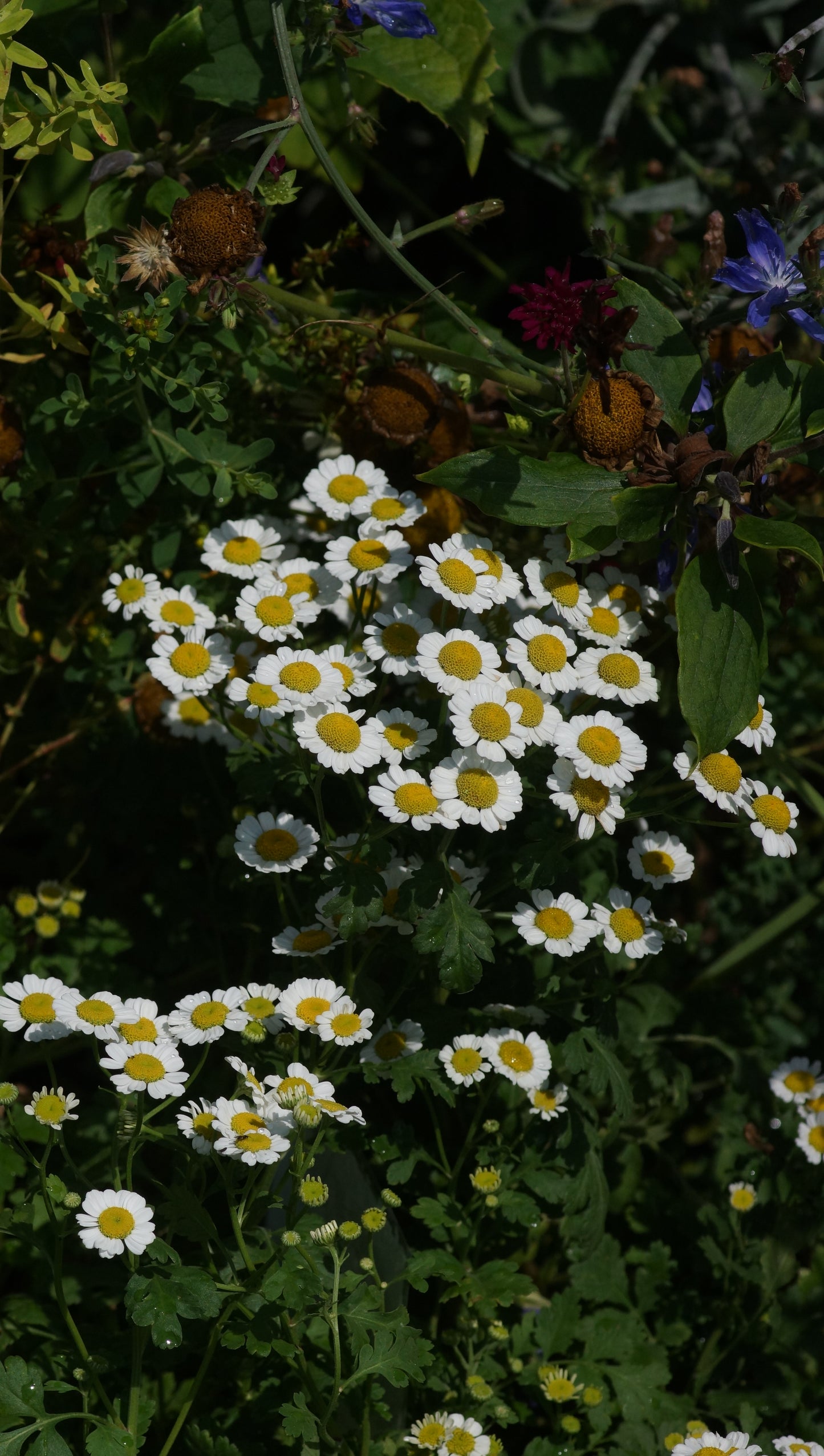 Tanacetum parthenium - Mutterkraut