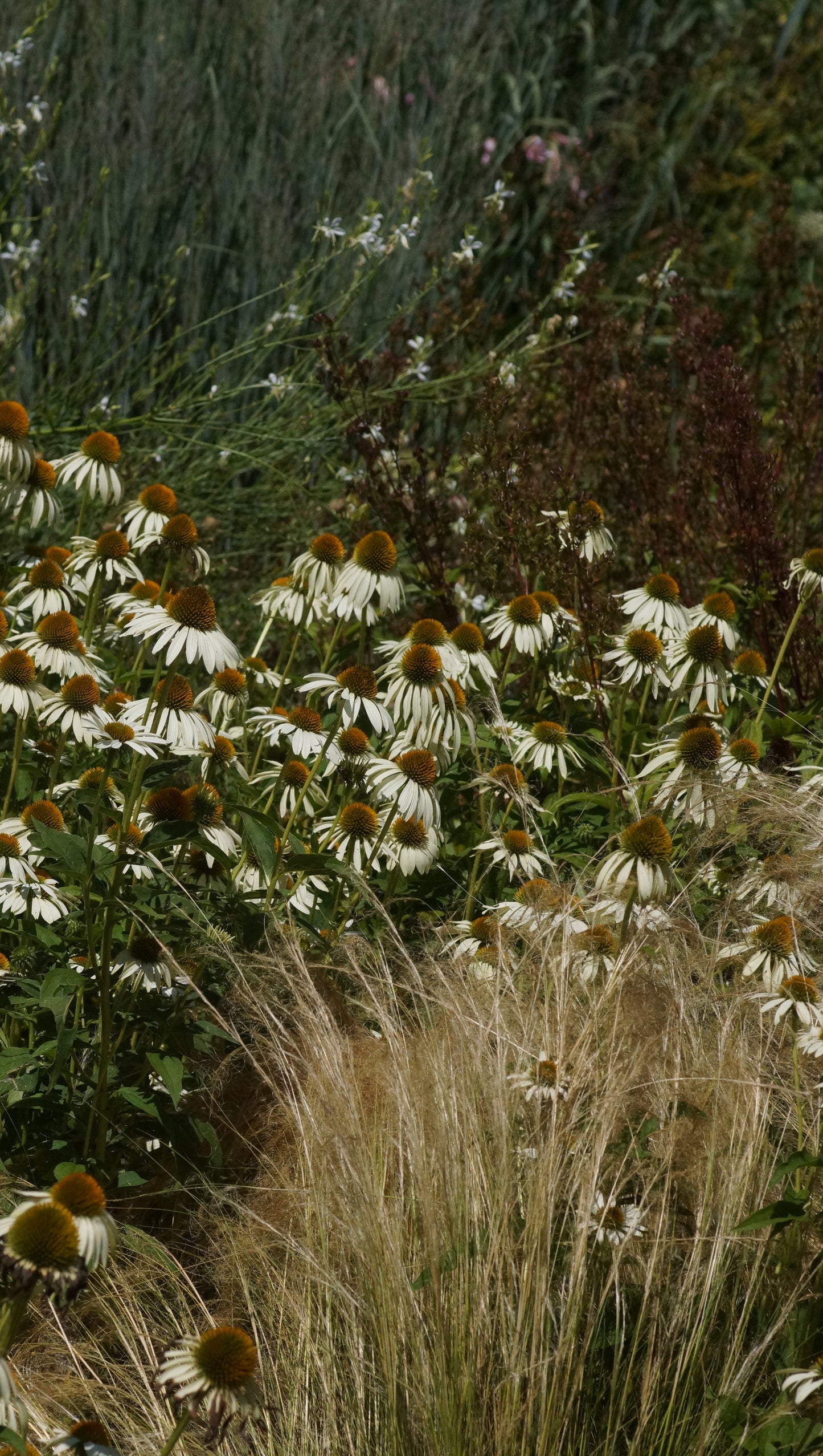 Echinacea purpurea 'Alba' - Purpur-Sonnenhut