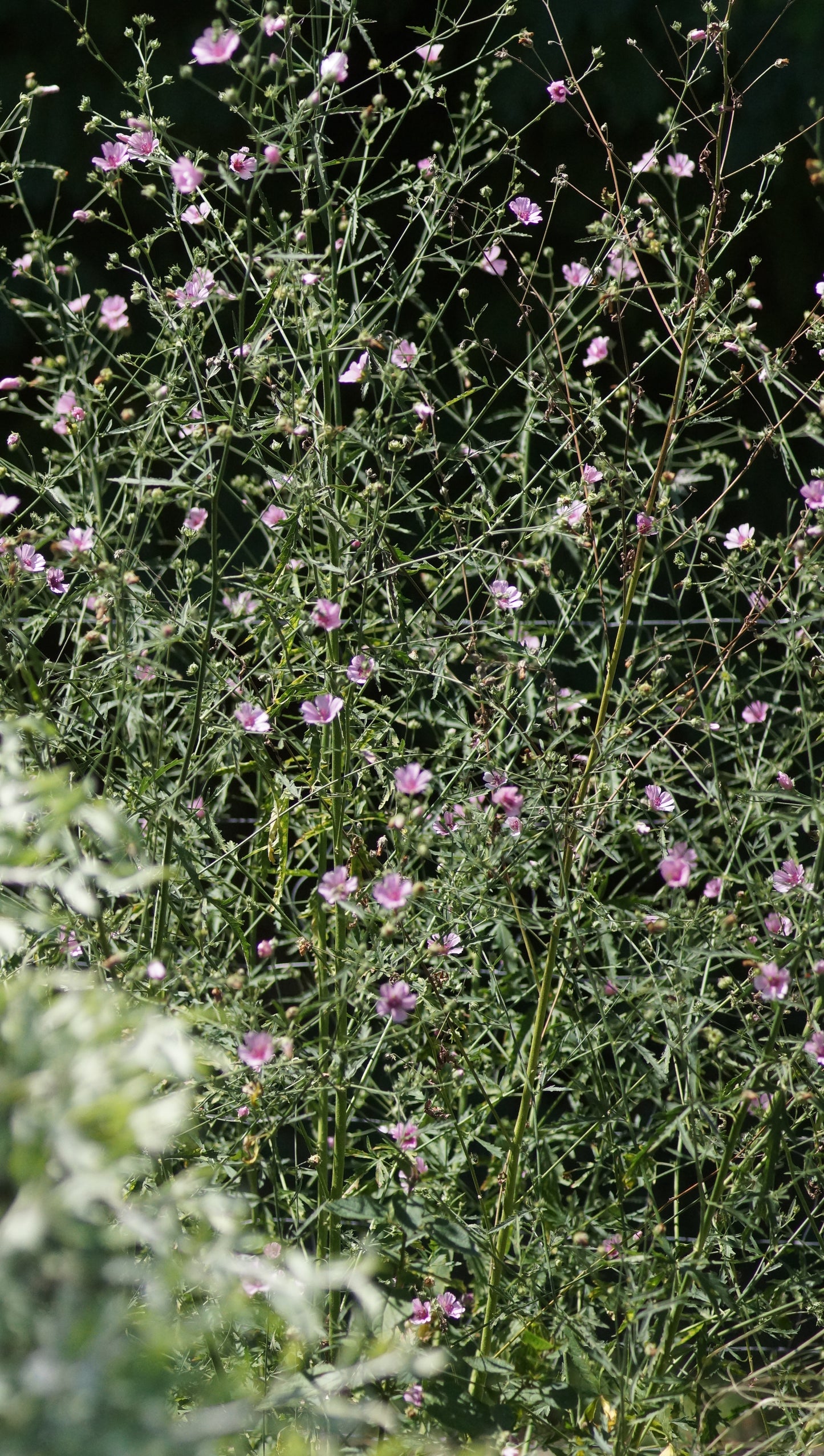 Althea cannabina - Hanfblättriger Eibisch