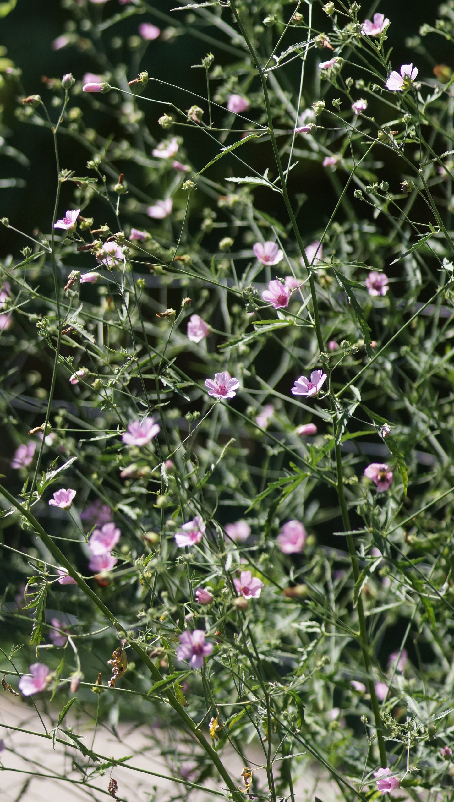 Althea cannabina - Hanfblättriger Eibisch