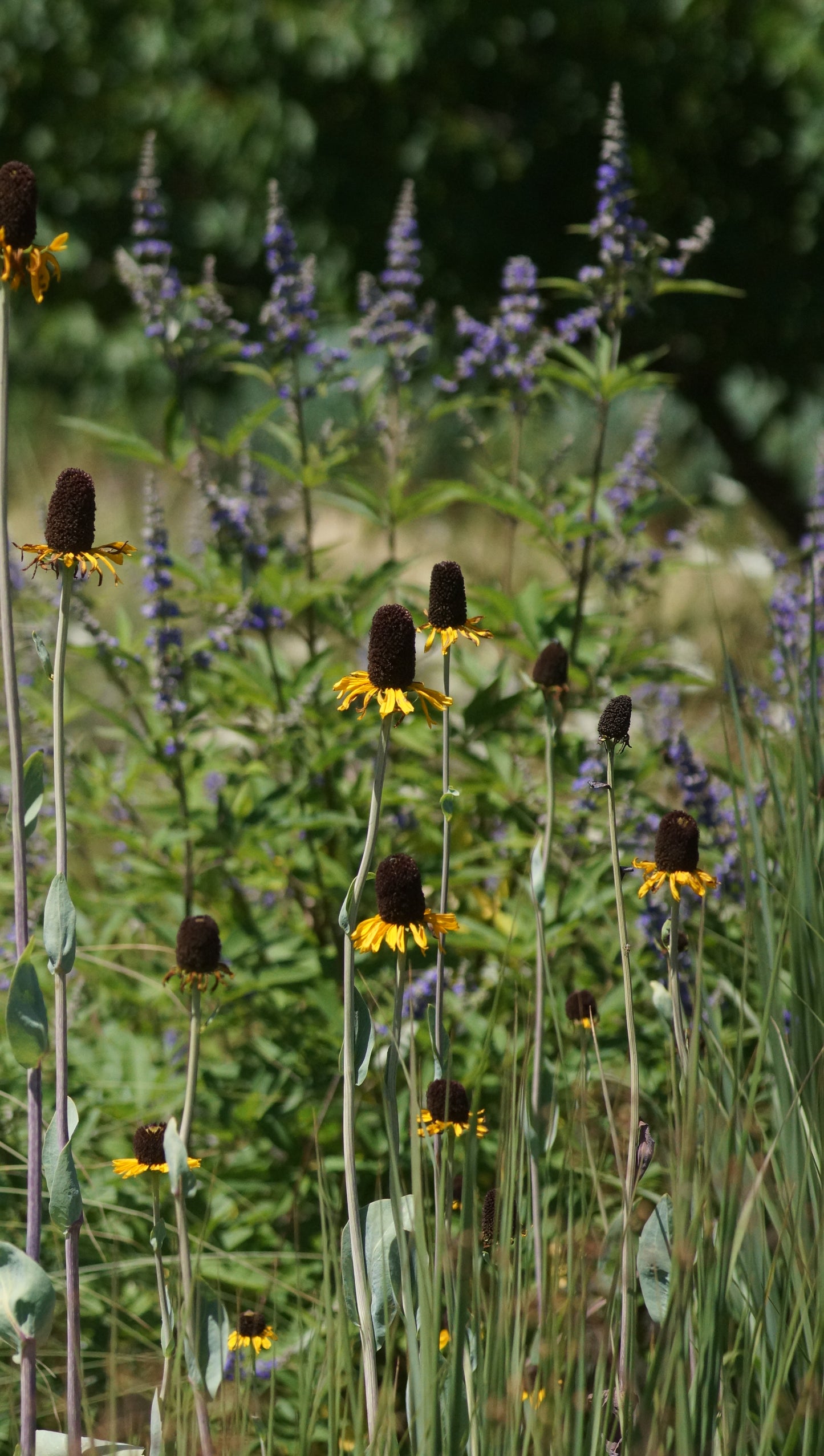Rudbeckia maxima - Riesen-Sonnenhut
