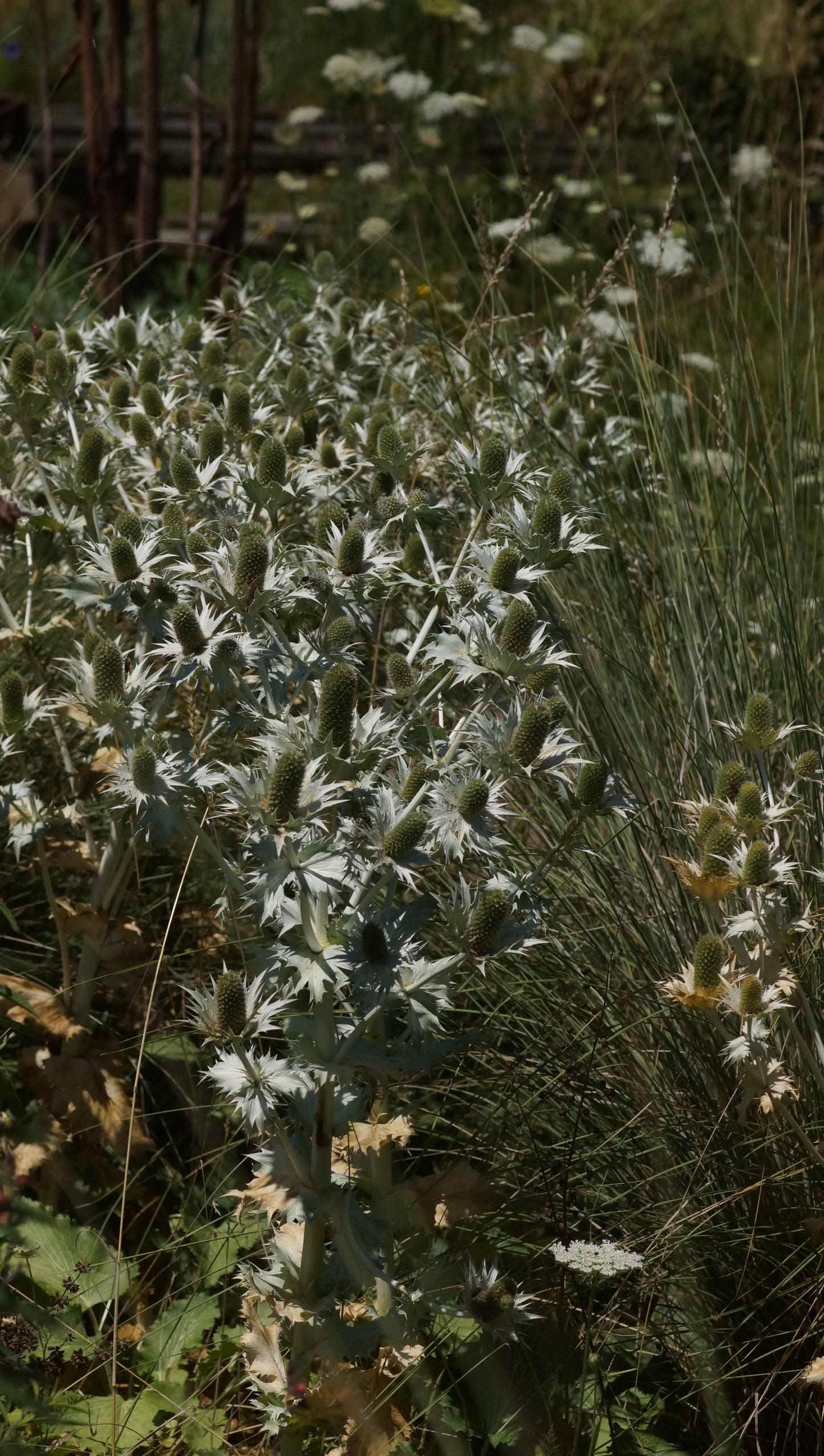 Eryngium giganteum - Riesen-Mannstreu