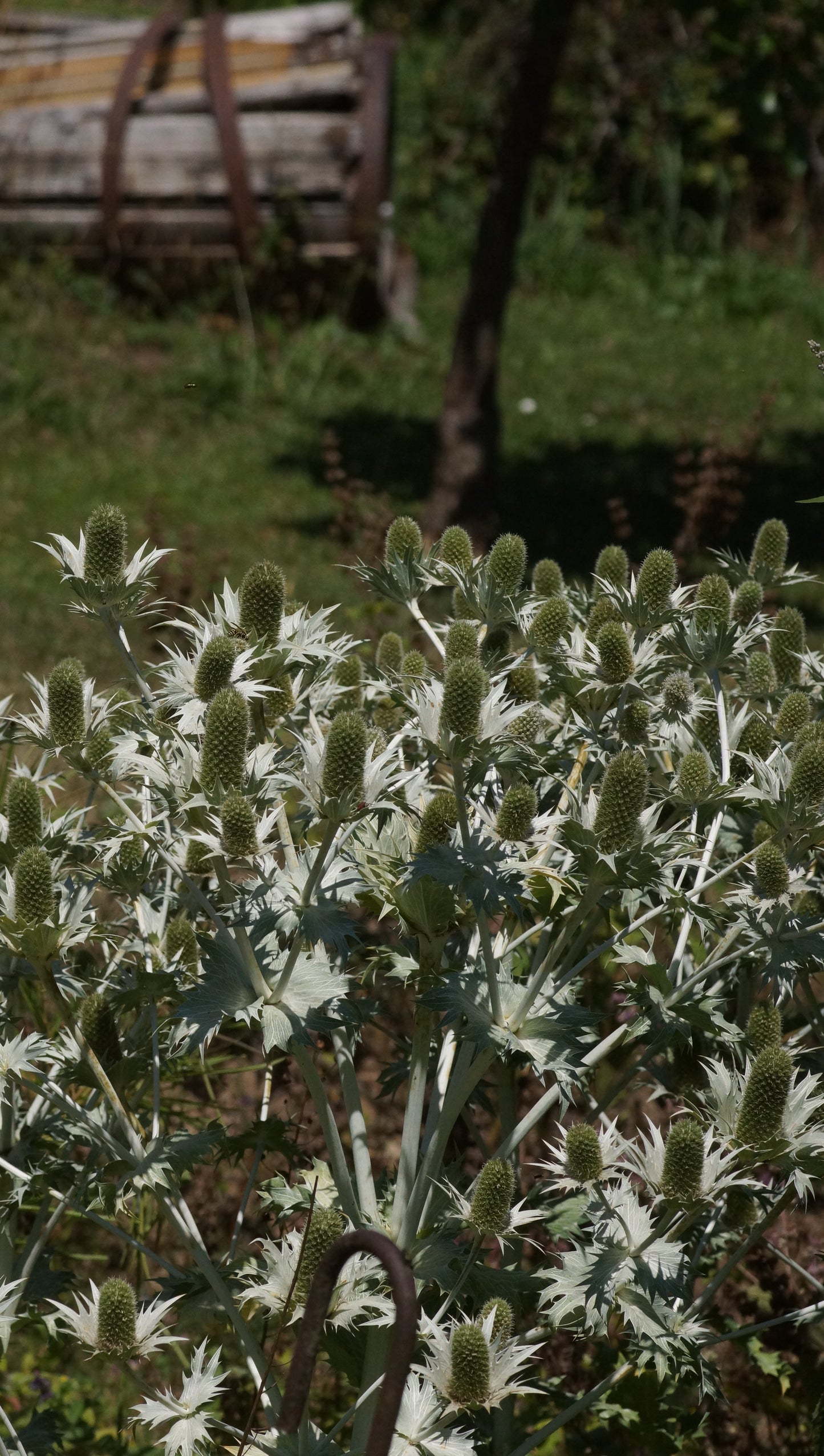 Eryngium giganteum - Riesen-Mannstreu
