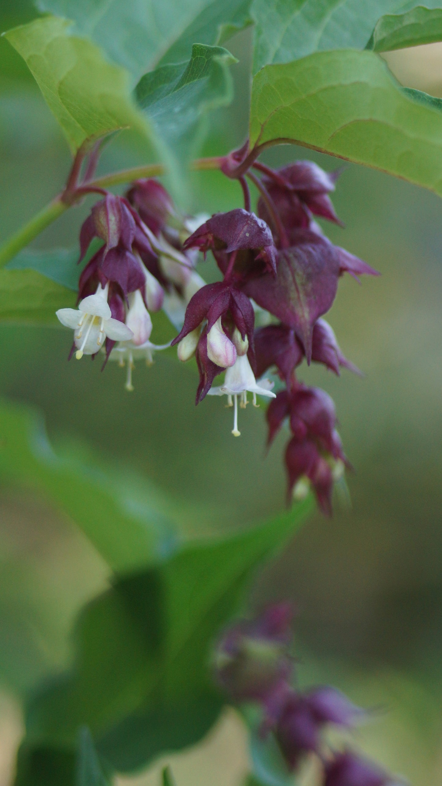 Leycesteria formosana 'Purple Rain' - Karamellbeere