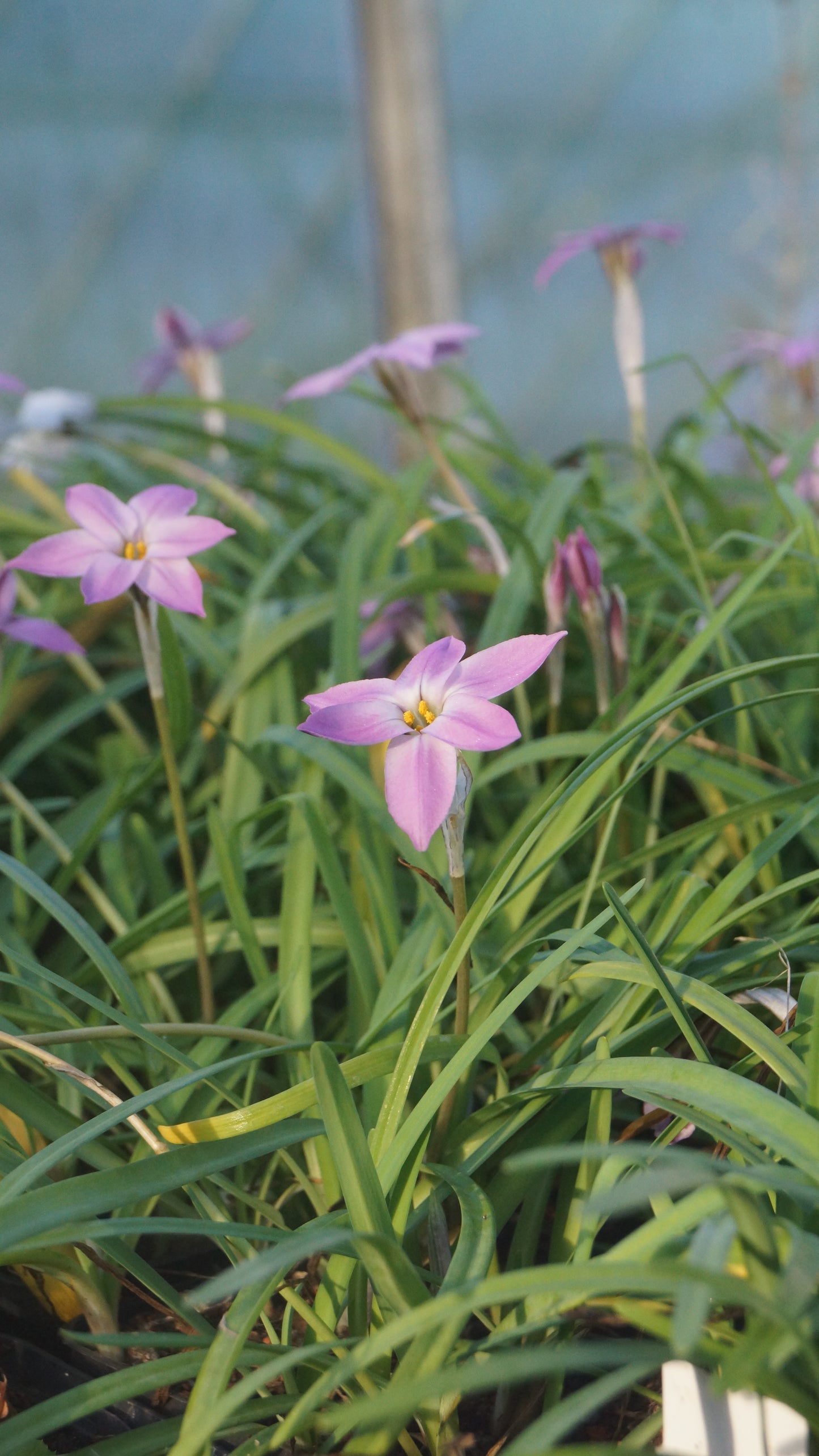Ipheion uniflorum 'Charlotte Bishop' - Einblütiger Frühlingsstern