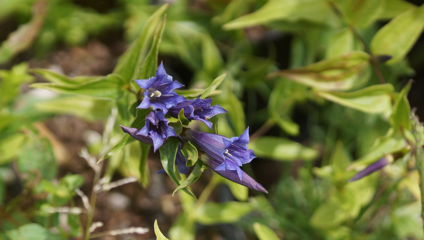 Gentiana asclepiadea - Schwalbenwurz-Enzian