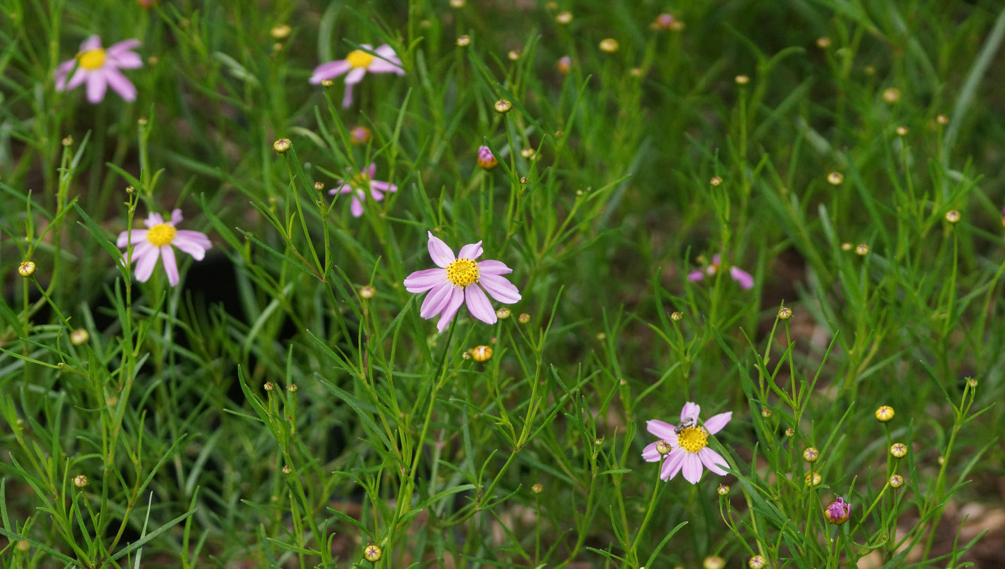 Coreopsis rosea 'American Dream' - Mädchenauge