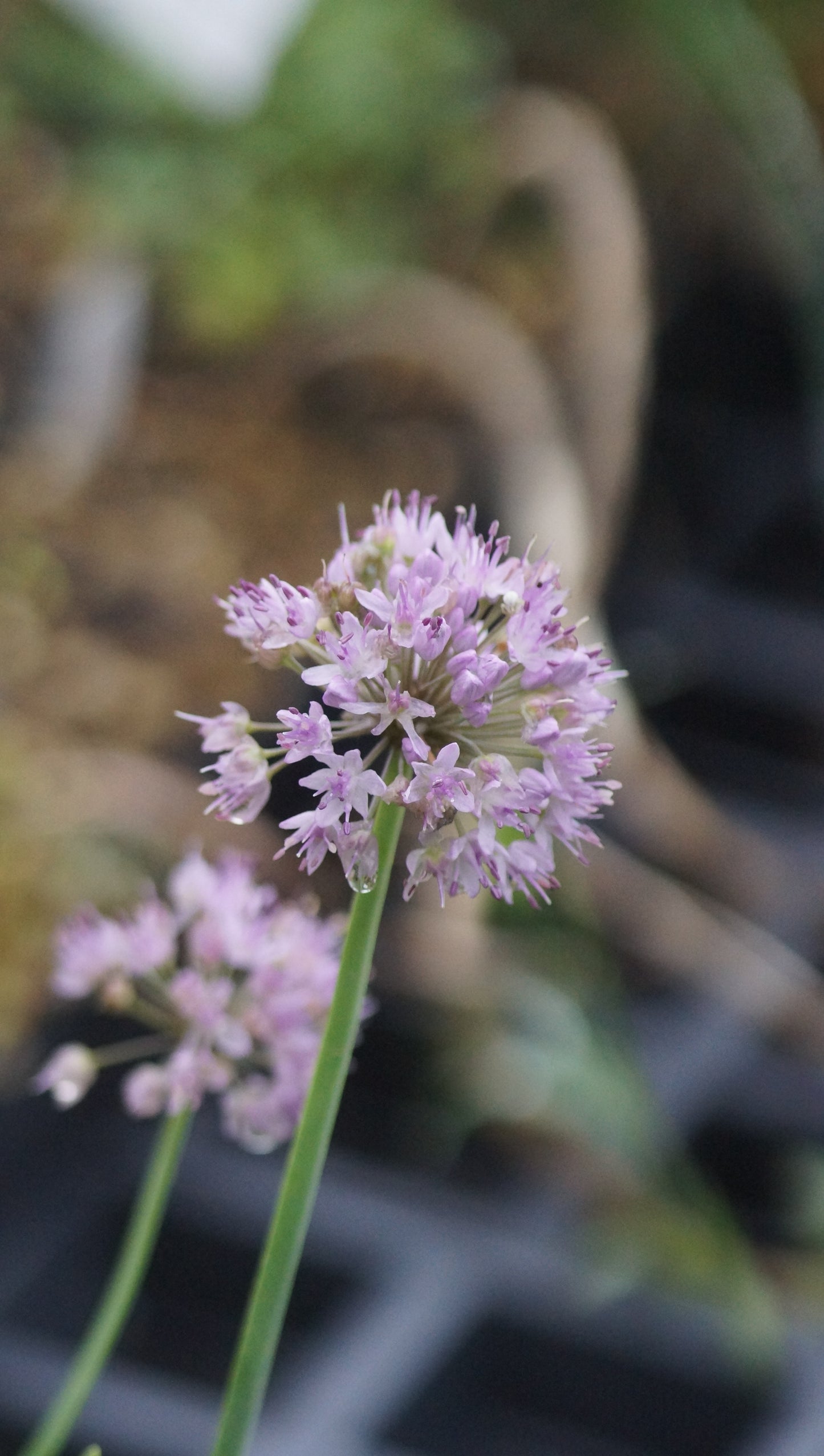Allium Tuberosum-Hybride 'Iden Croft' - Englischer Lauch