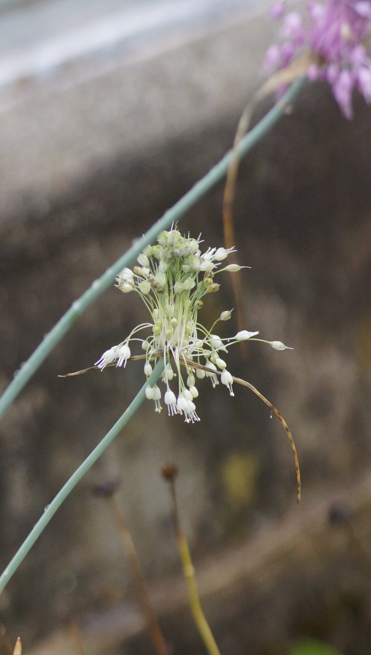 Allium carinatum subsp. pulchellum f. album - Weisser Kiel-Lauch