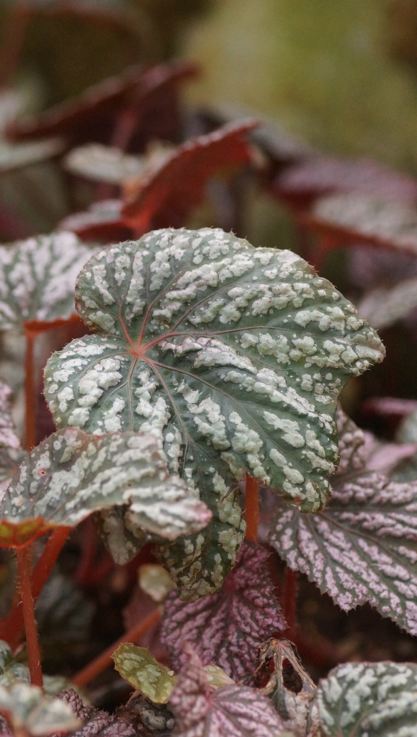 Begonia Hybride 'Little Moon' - Begonie