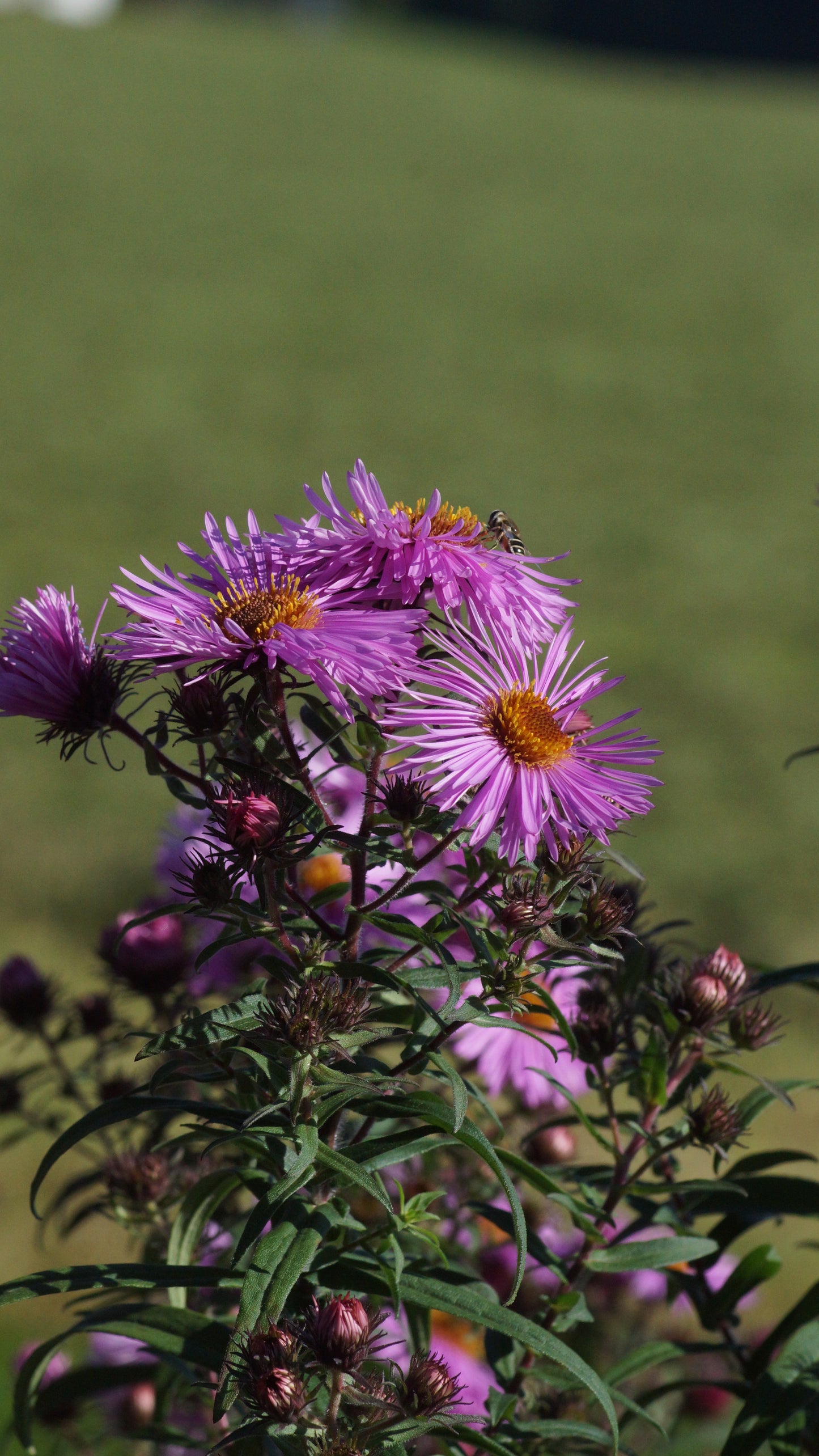 Aster novae-angliae 'Barr's Pink' - Raublatt-Aster