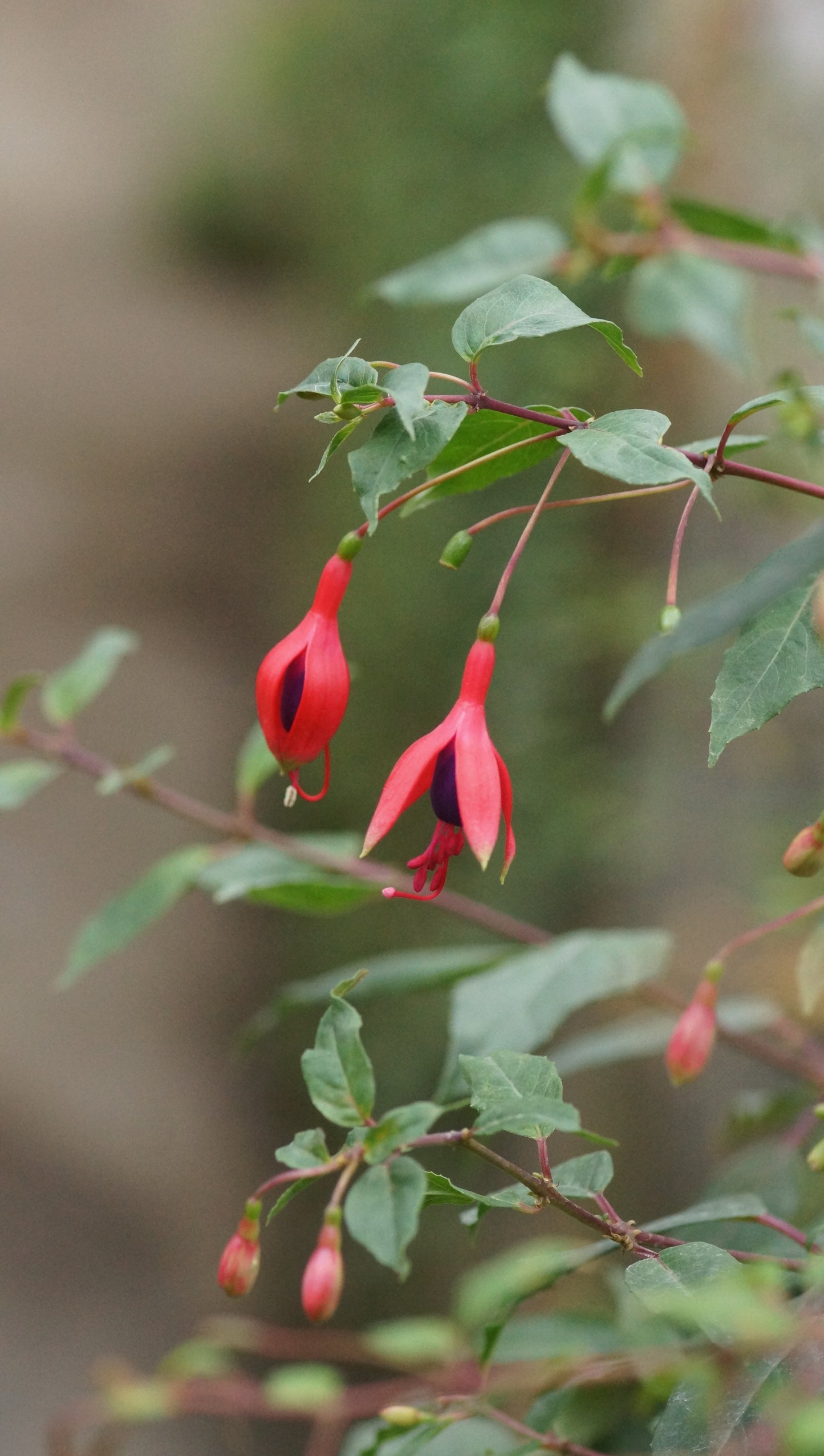 Fuchsia Magellanica-Hybride 'Schauinsland' - Freiland-Fuchsie