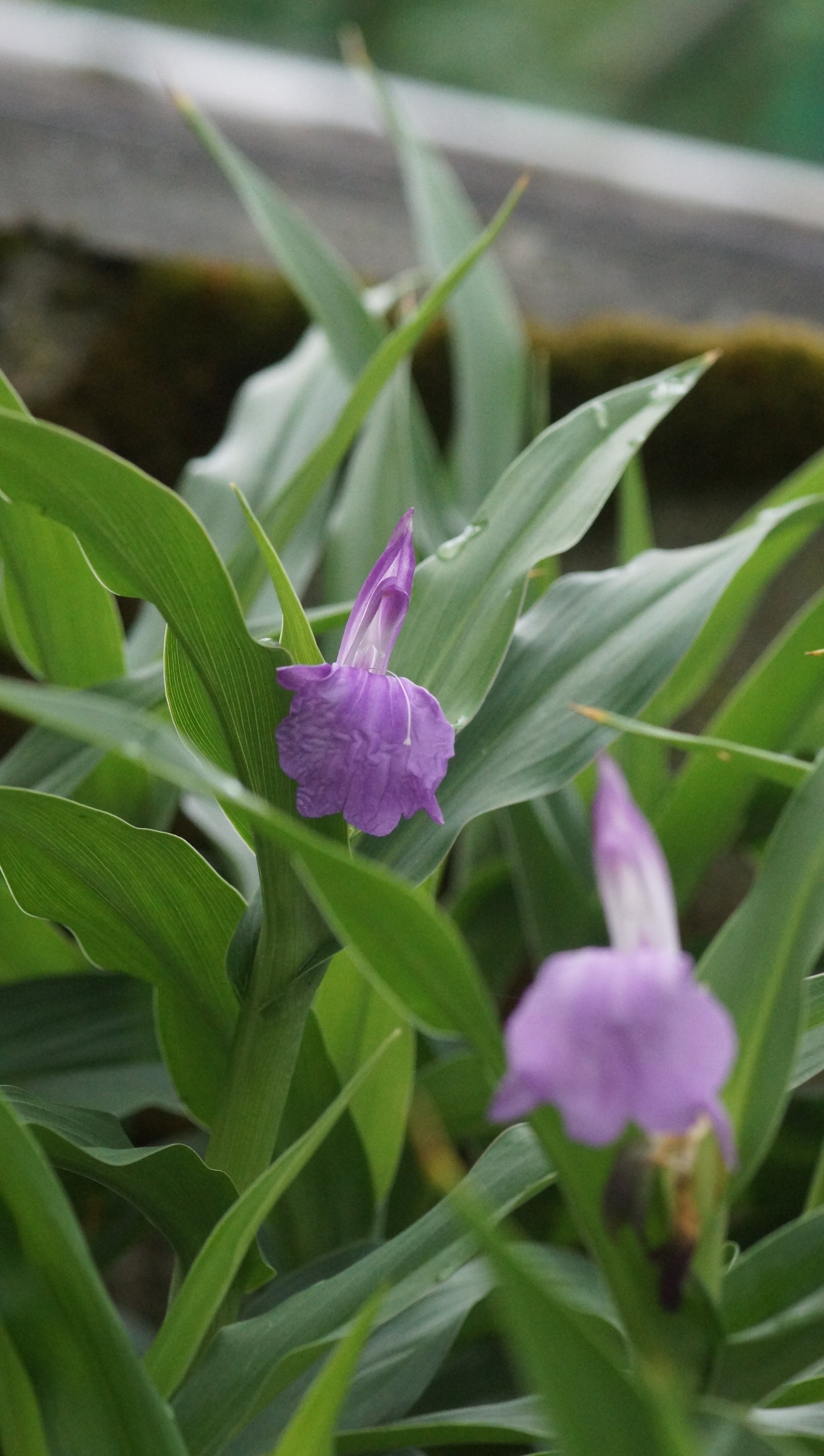 Roscoea purpurea 'Peacock' - Ingwerochidee