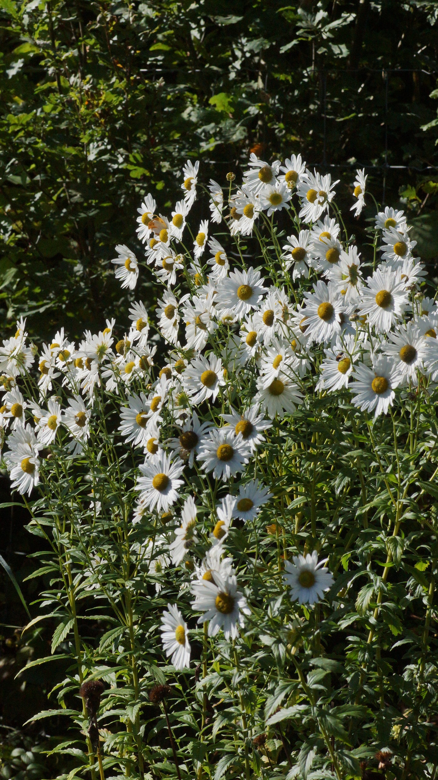 Leucanthemella serotina - Herbstmargerite