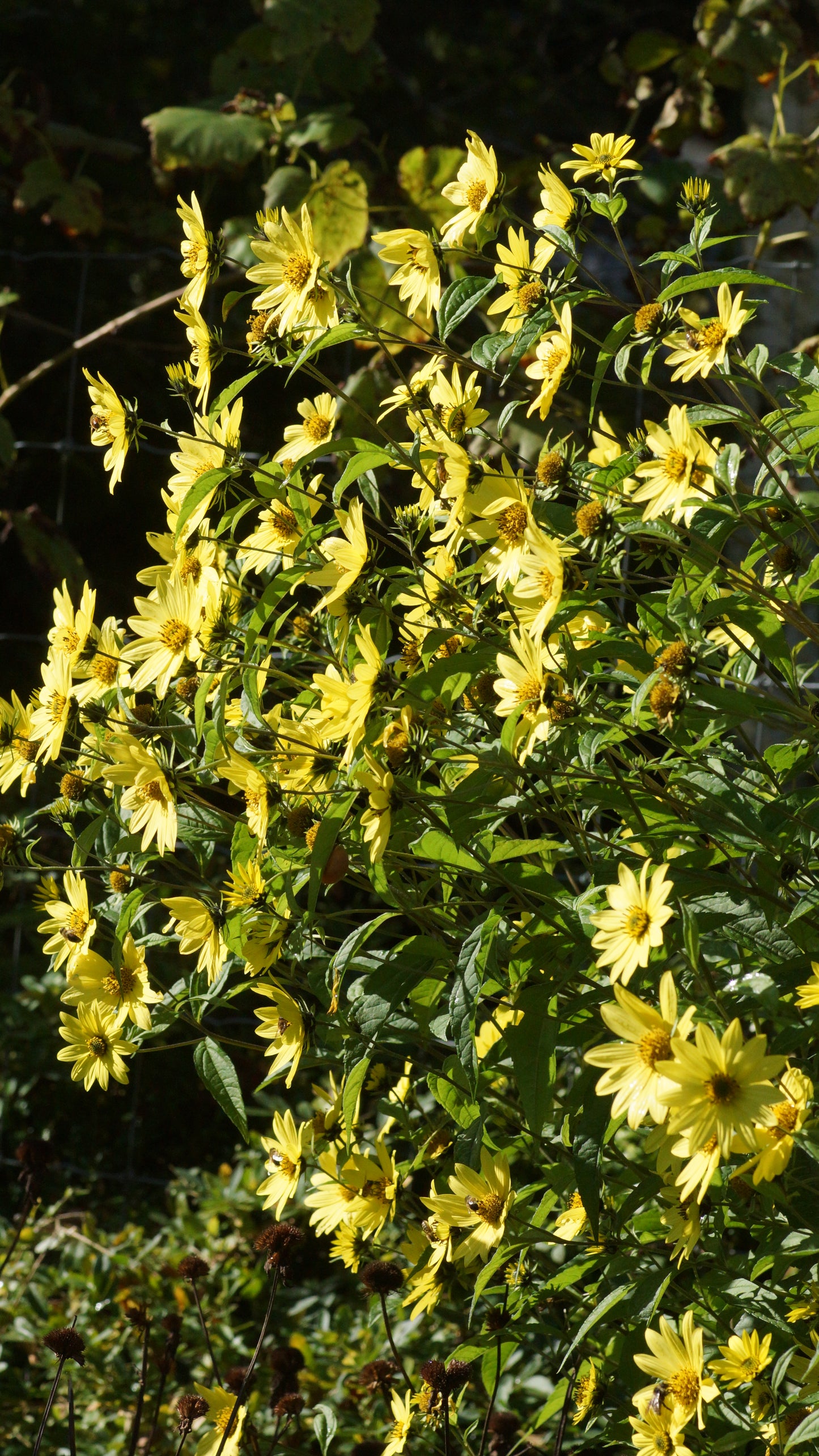 Helianthus microcephalus 'Lemon Queen' - Stauden-Sonnenblume