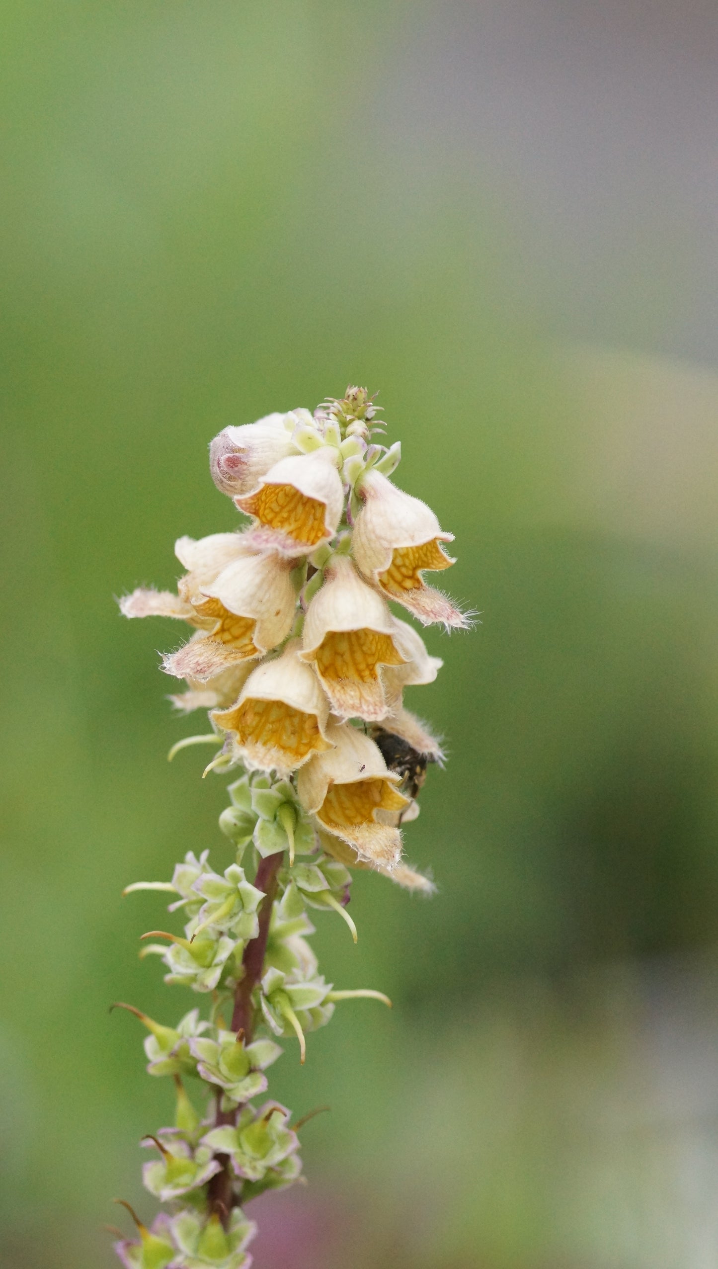Digitalis ferruginea 'Gigantea' - Rostfarbener Fingerhut