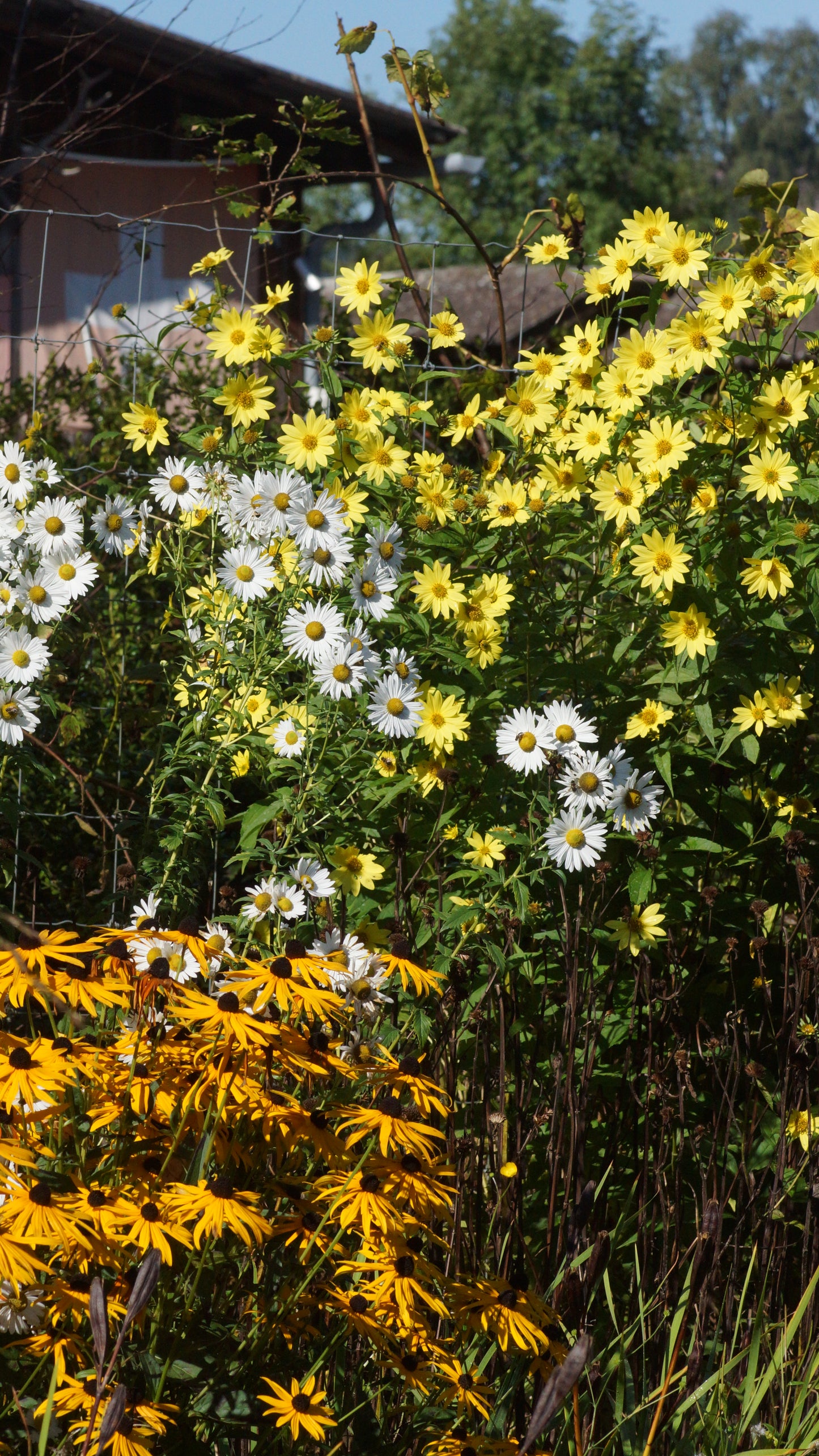 Leucanthemella serotina - Herbstmargerite