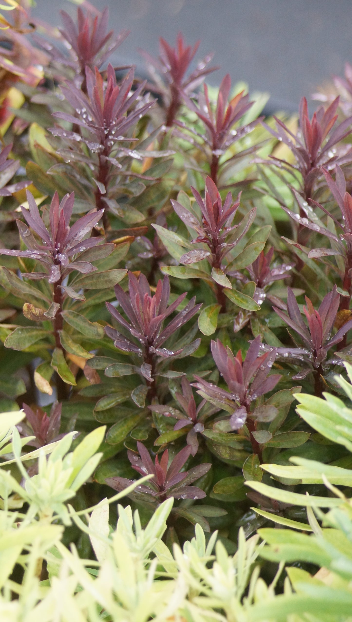 Euphorbia amygdaloides x martinii 'Blackbird' - Garten-Wolfsmilch