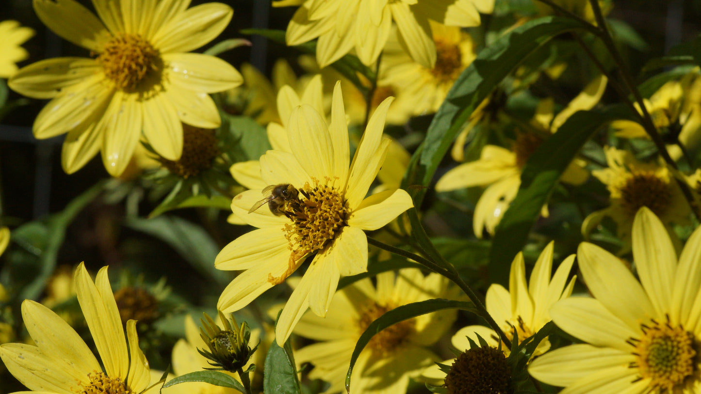 Helianthus microcephalus 'Lemon Queen' - Stauden-Sonnenblume