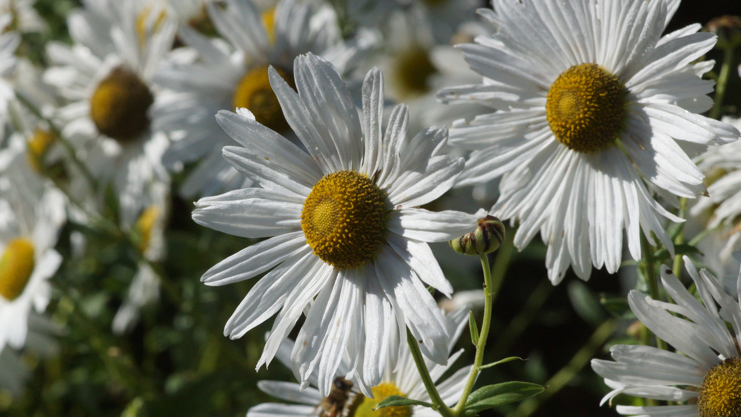 Leucanthemella serotina - Herbstmargerite