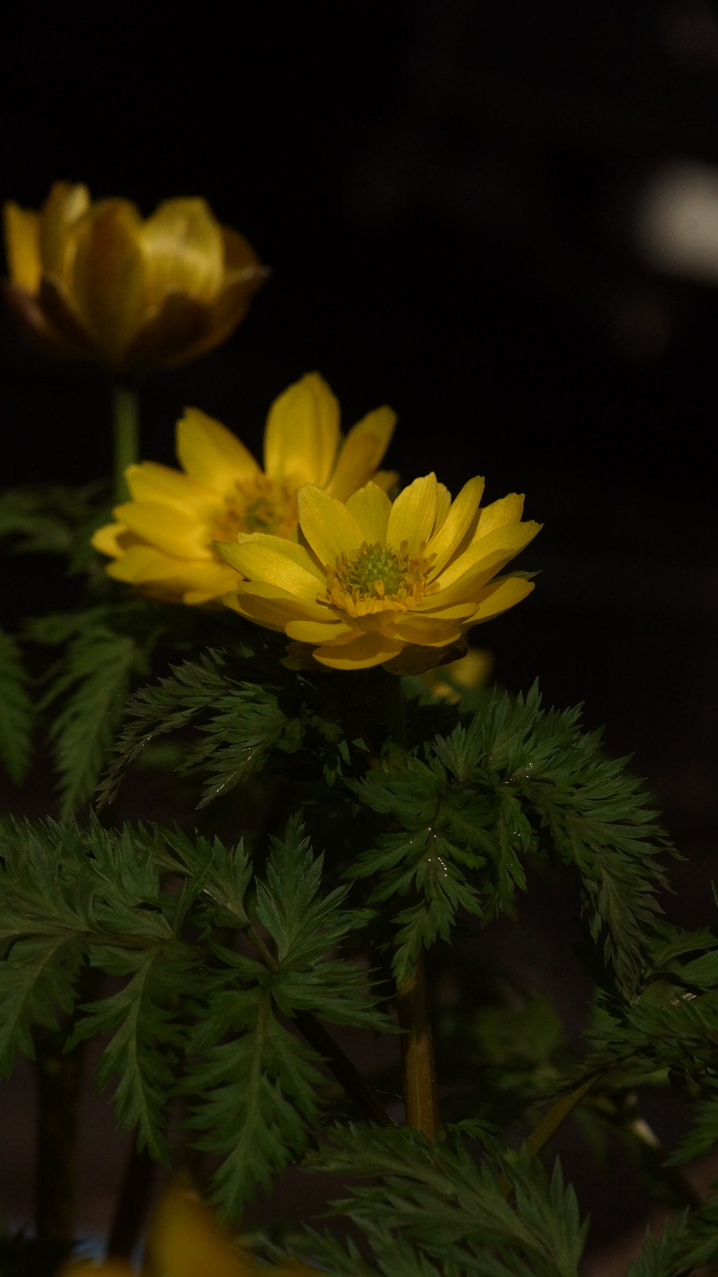 Adonis amurensis - Amur-Adonisröschen