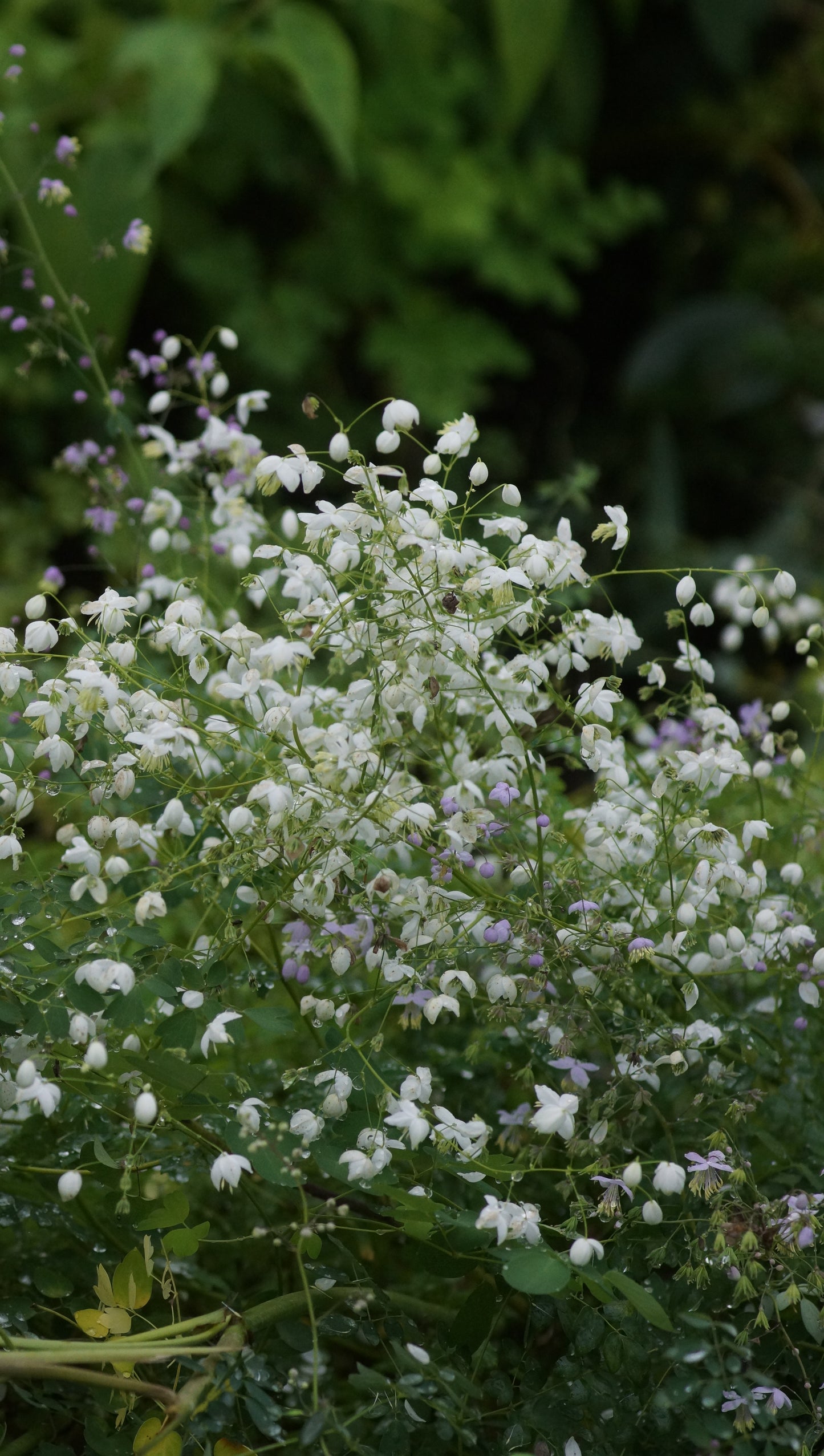 Thalictrum delavayi 'Splendide White' - Weisse Wiesenraute