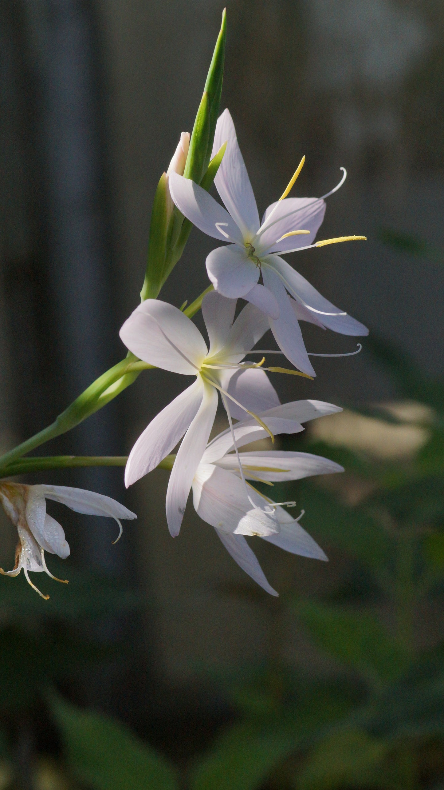 Schizostylis coccinea 'Alba' (Syn. Hesperantha c. 'Alba') - Weisser Sumpfspaltgriffel