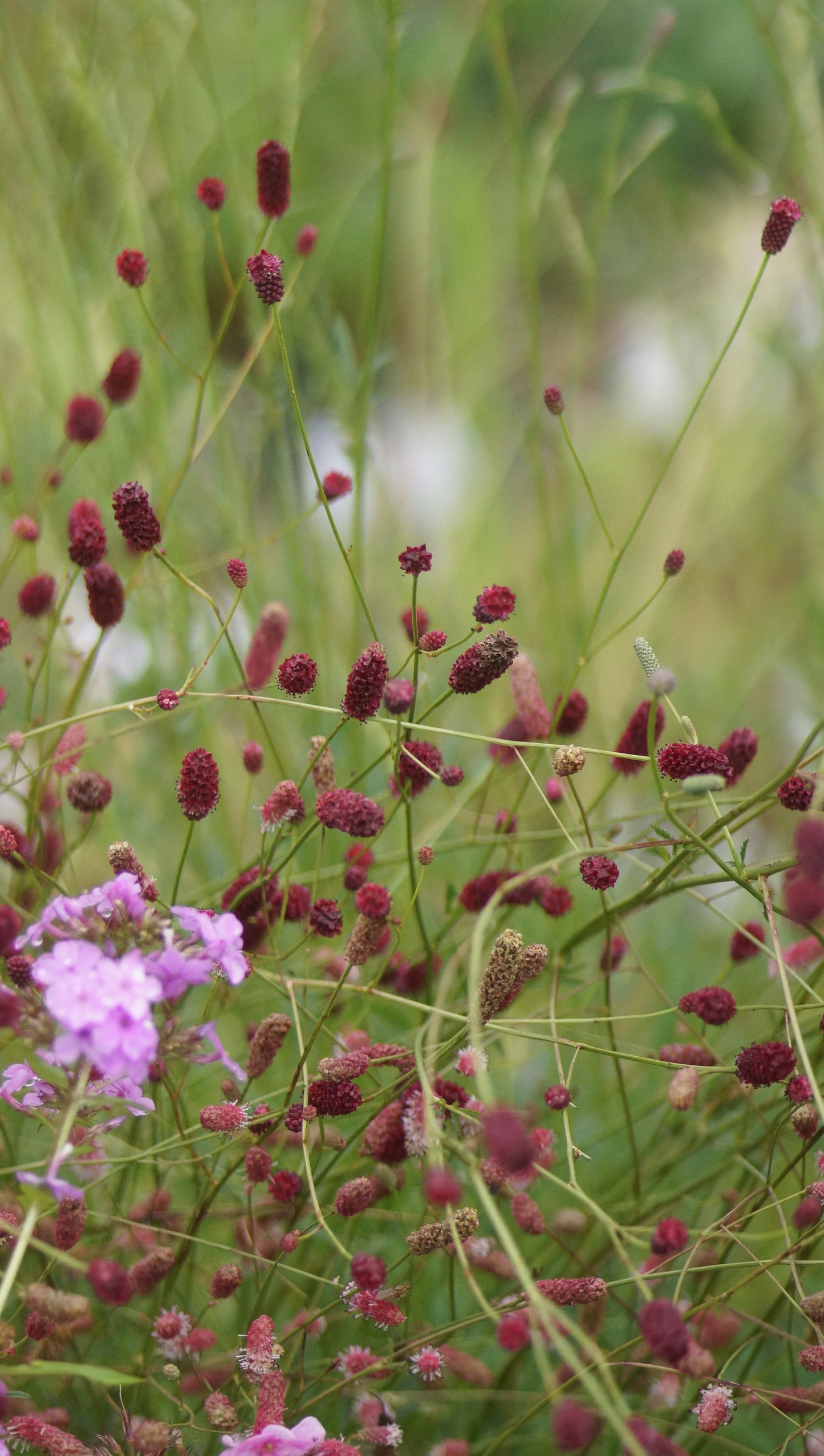 Sanguisorba Hybride 'Cangshan Cranberry' - Wiesenknopf