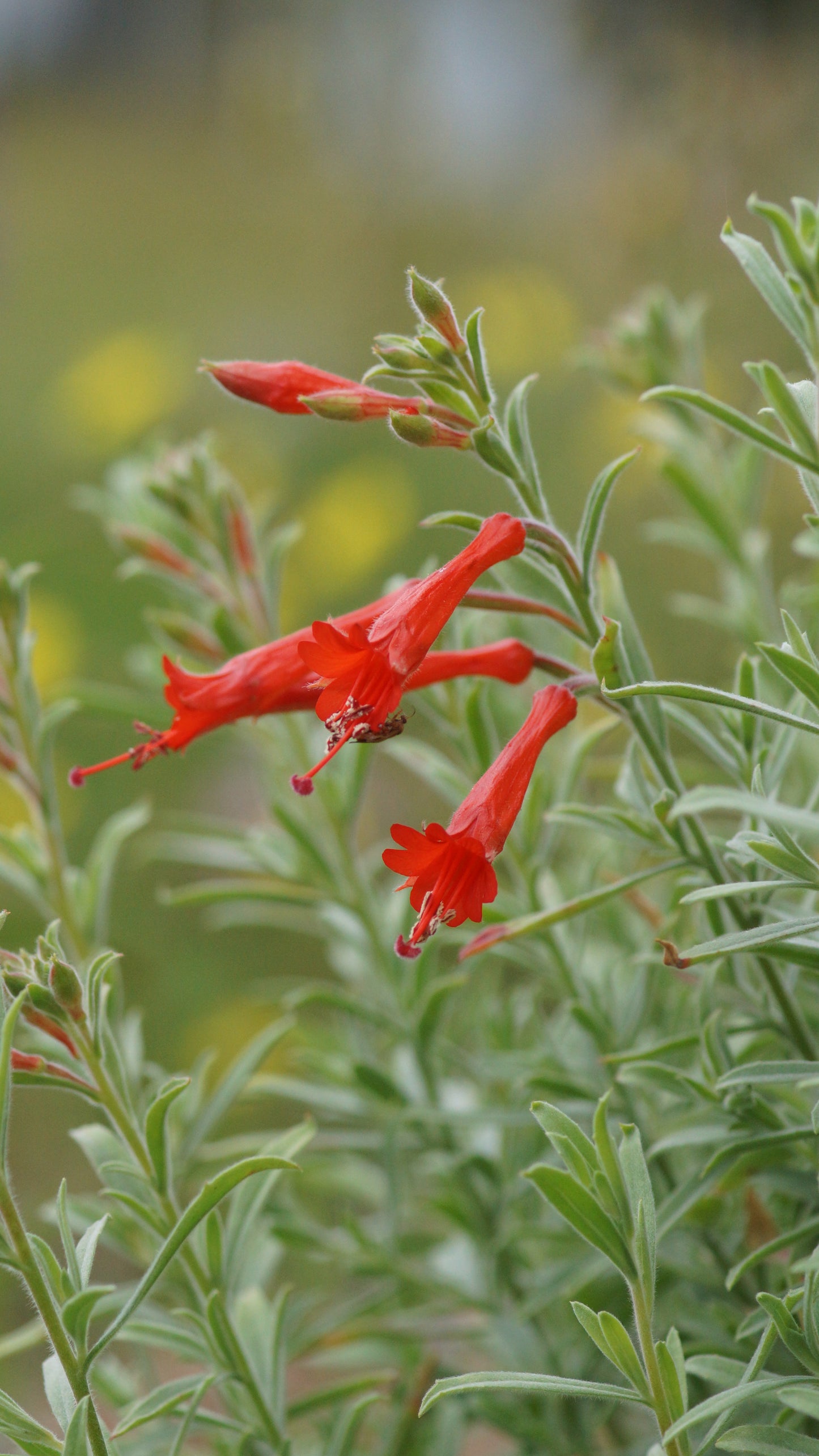 Zauschneria californica - Kolibritrompete