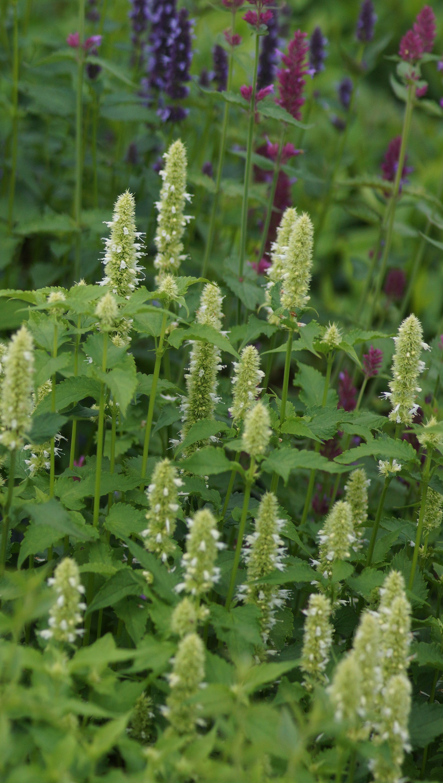 Agastache rugosa 'Alabaster'