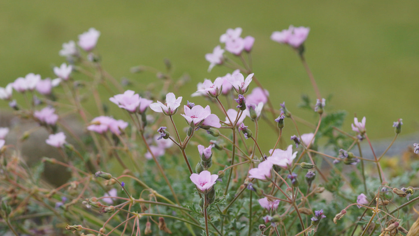Erodium absinthoides - Wermut-Reiherschnabel