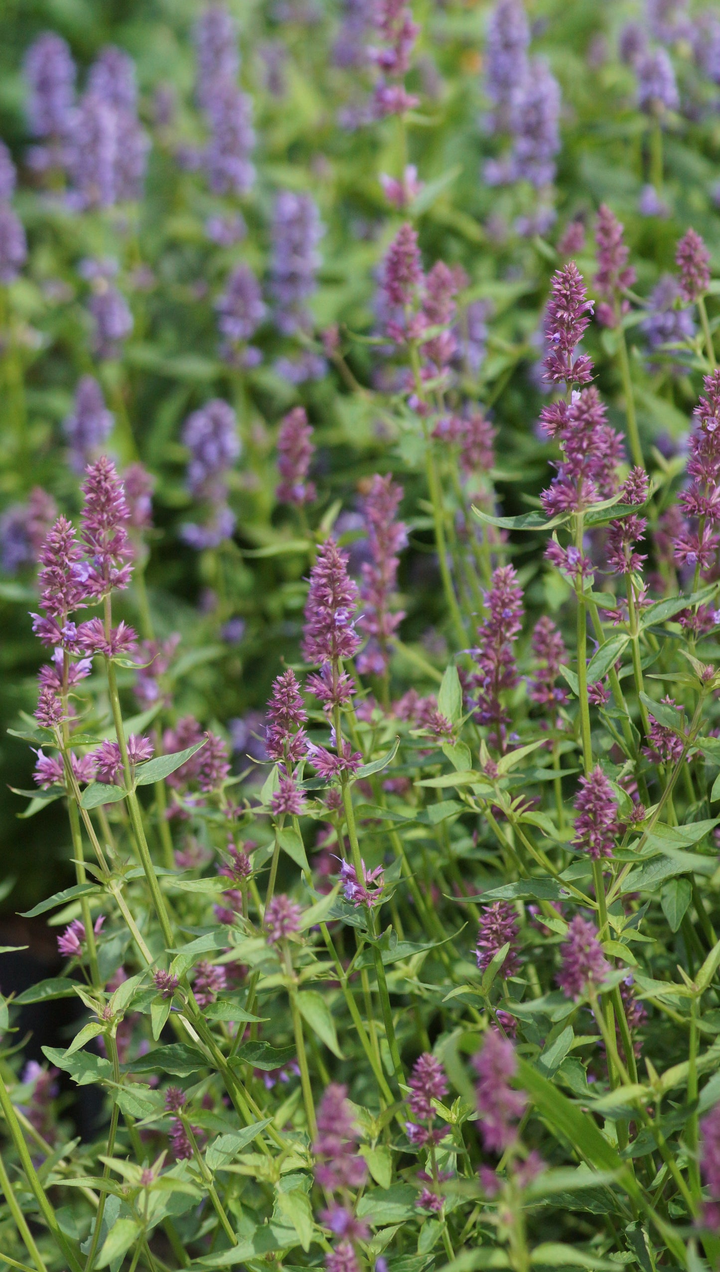 Agastache Hybride 'Ayala' - Duftnessel