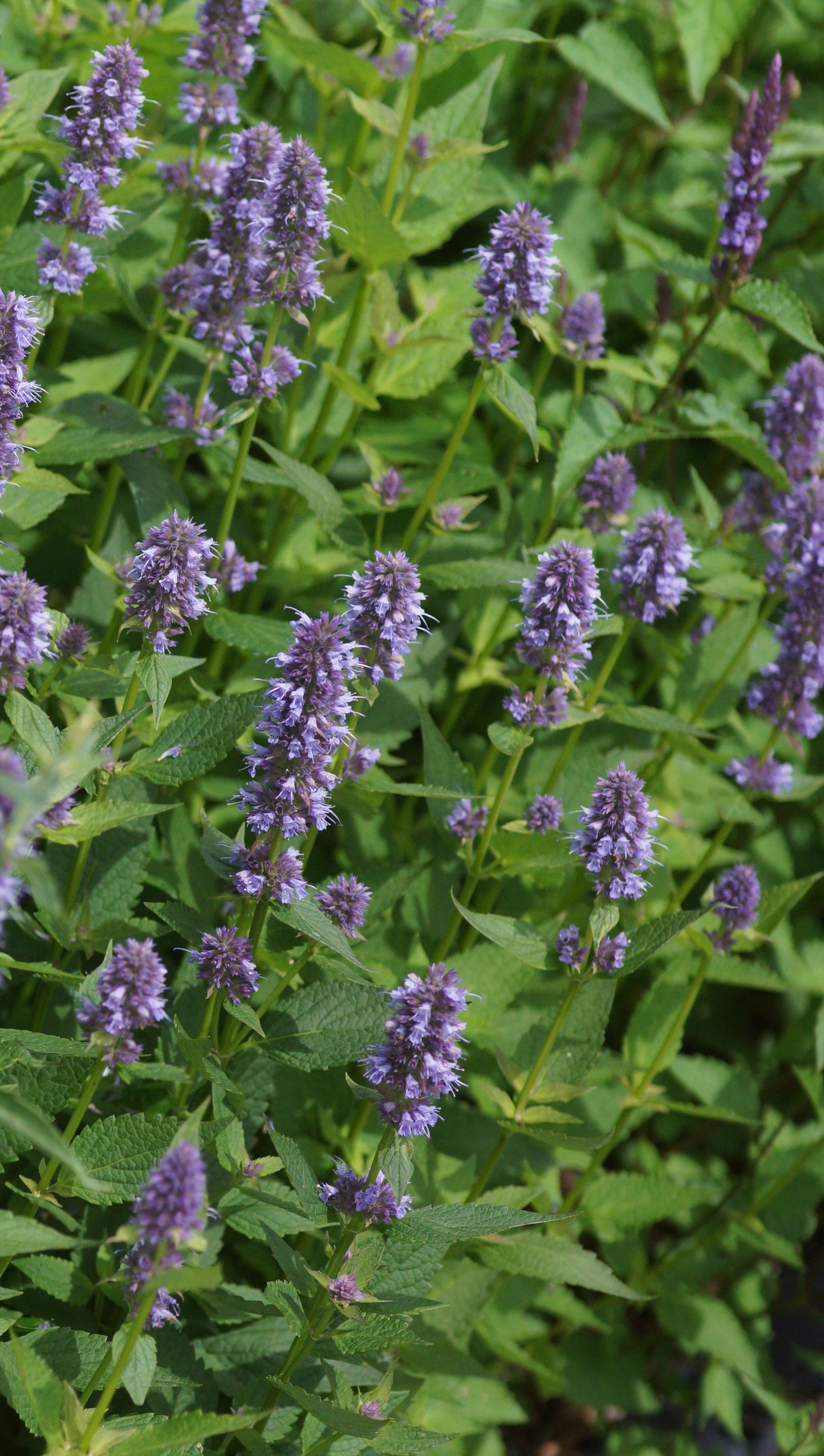 Agastache rugosa - Ostasiatischer Riesenysop