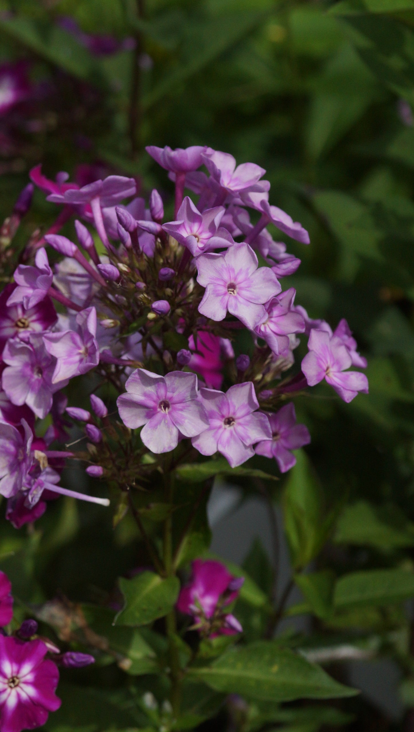 Phlox paniculata 'Ostinato' - Hoher Stauden-Phlox