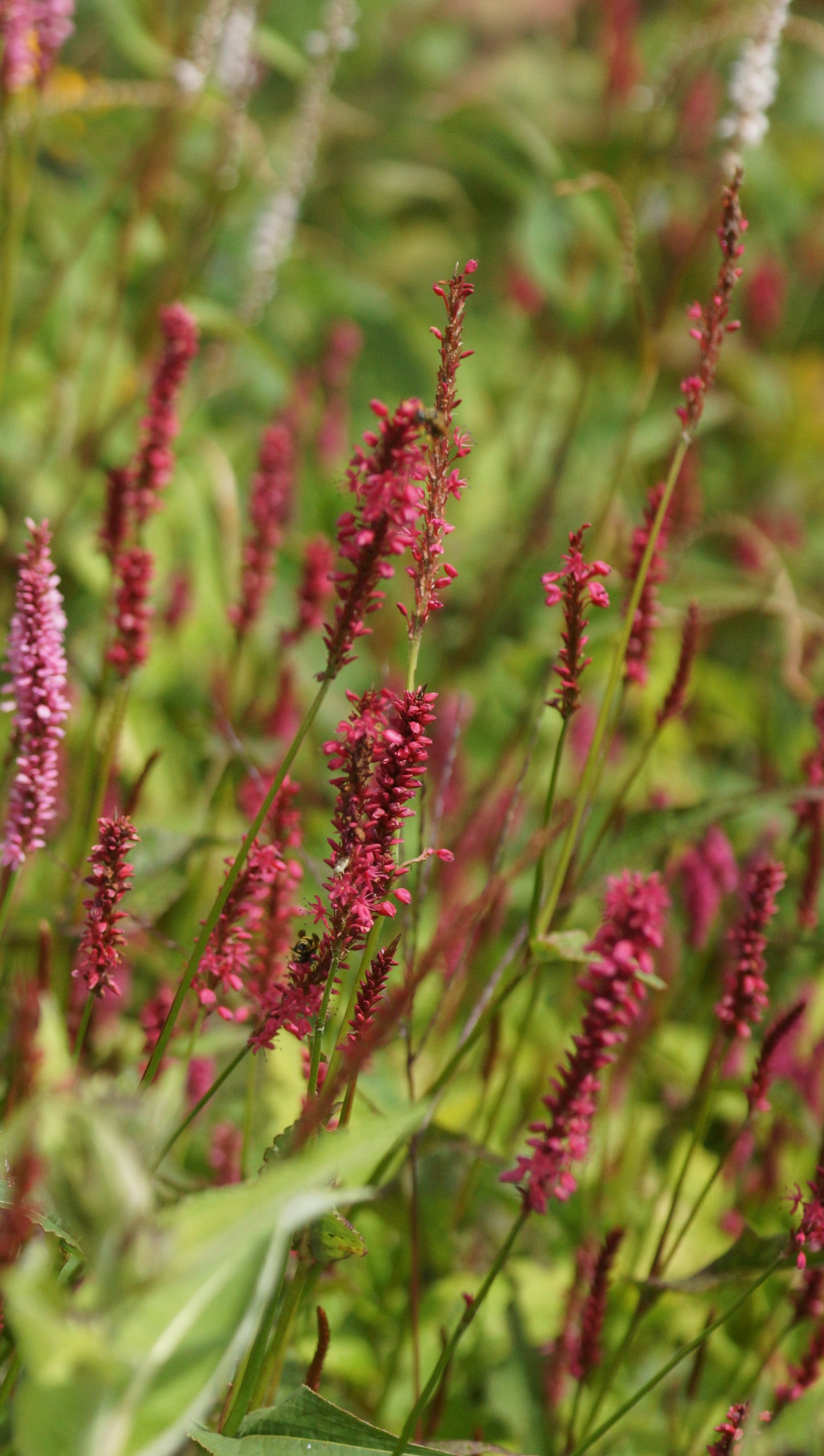 Persicaria amplexicaulis 'Taurus' - Kerzenknötrich