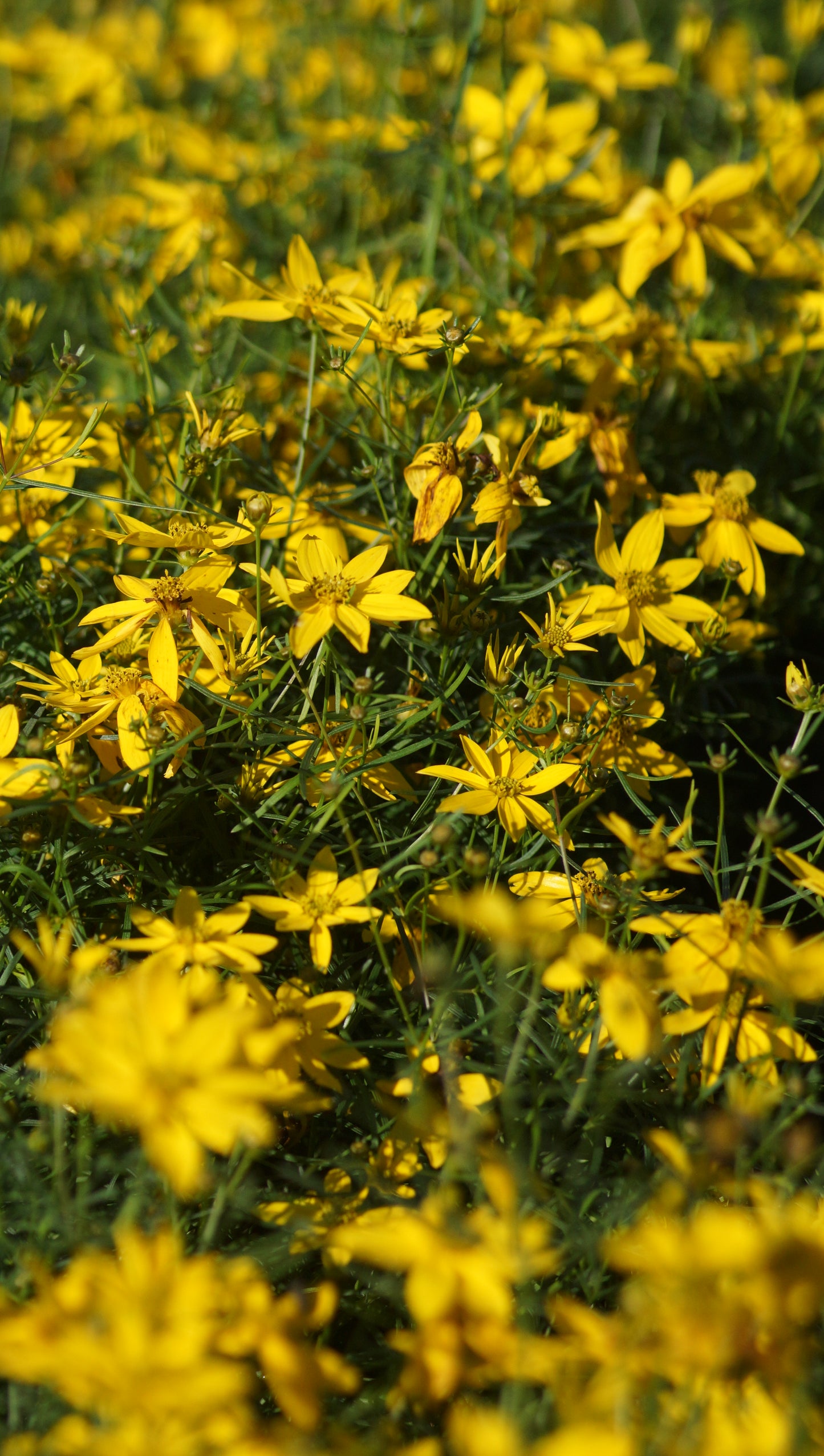 Coreopsis verticillata 'Zagreb' - Quirlblättriges Mädchenauge