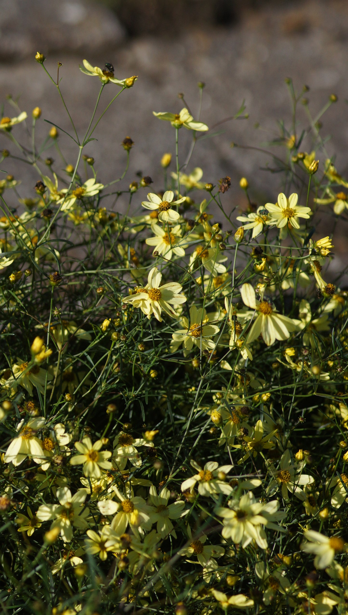 Coreopsis verticillata 'Moonbeam' - Mädchenauge