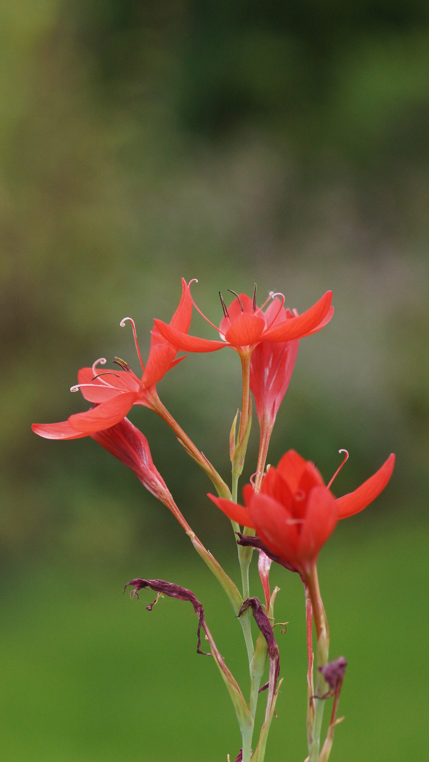 Schizostylis coccinea 'Major' (Syn. Hesperantha c. 'Major') - Sumpfspaltgriffel