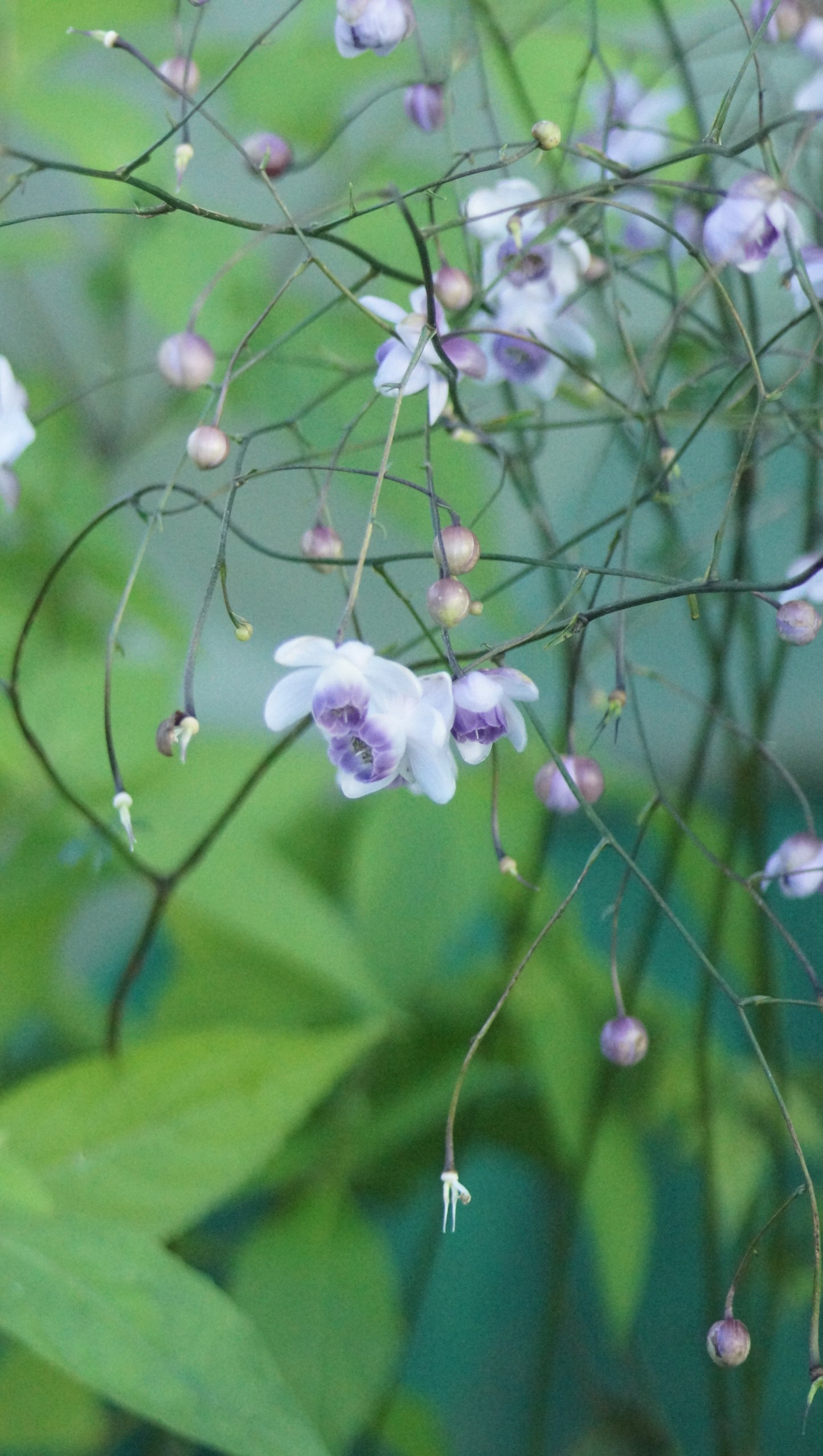 Anemonopsis macrophylla - Japan-Scheinanemone