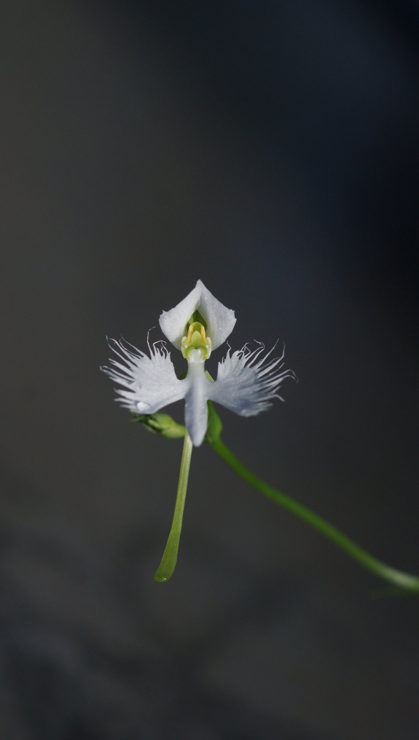 Habenaria radiata (Syn. Pecteilis radiata) - Japanische Reiherblume