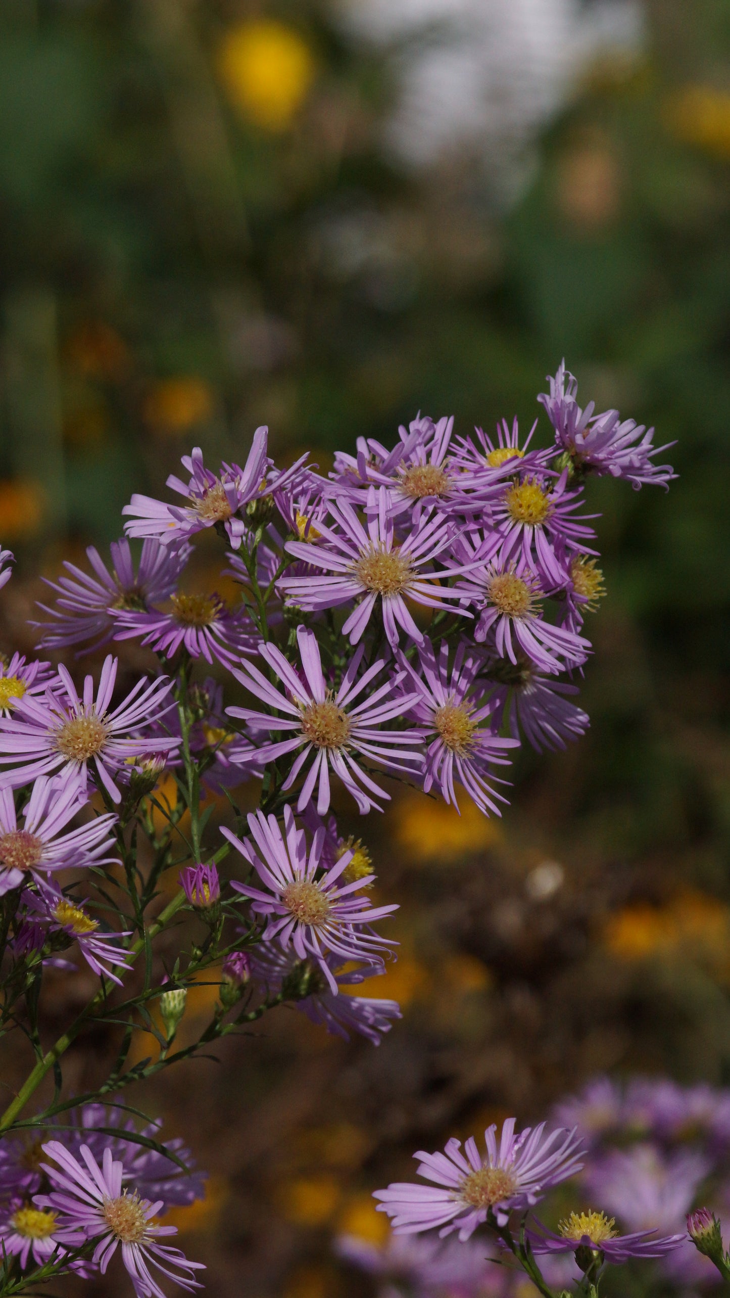 Aster pringlei 'Pink Star' - Myrten-Aster
