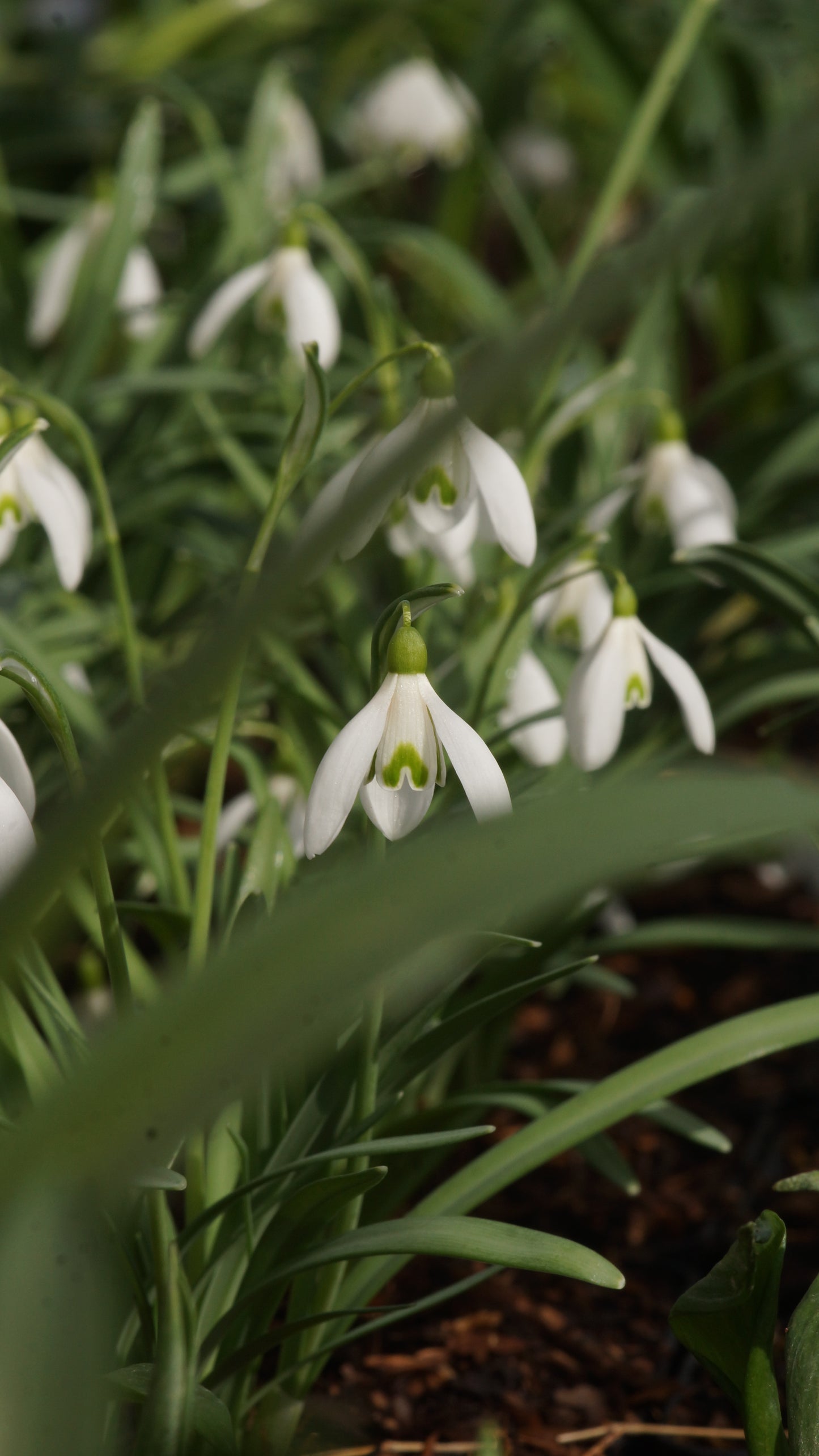 Galanthus nivalis -Kleines Schneeglöckchen