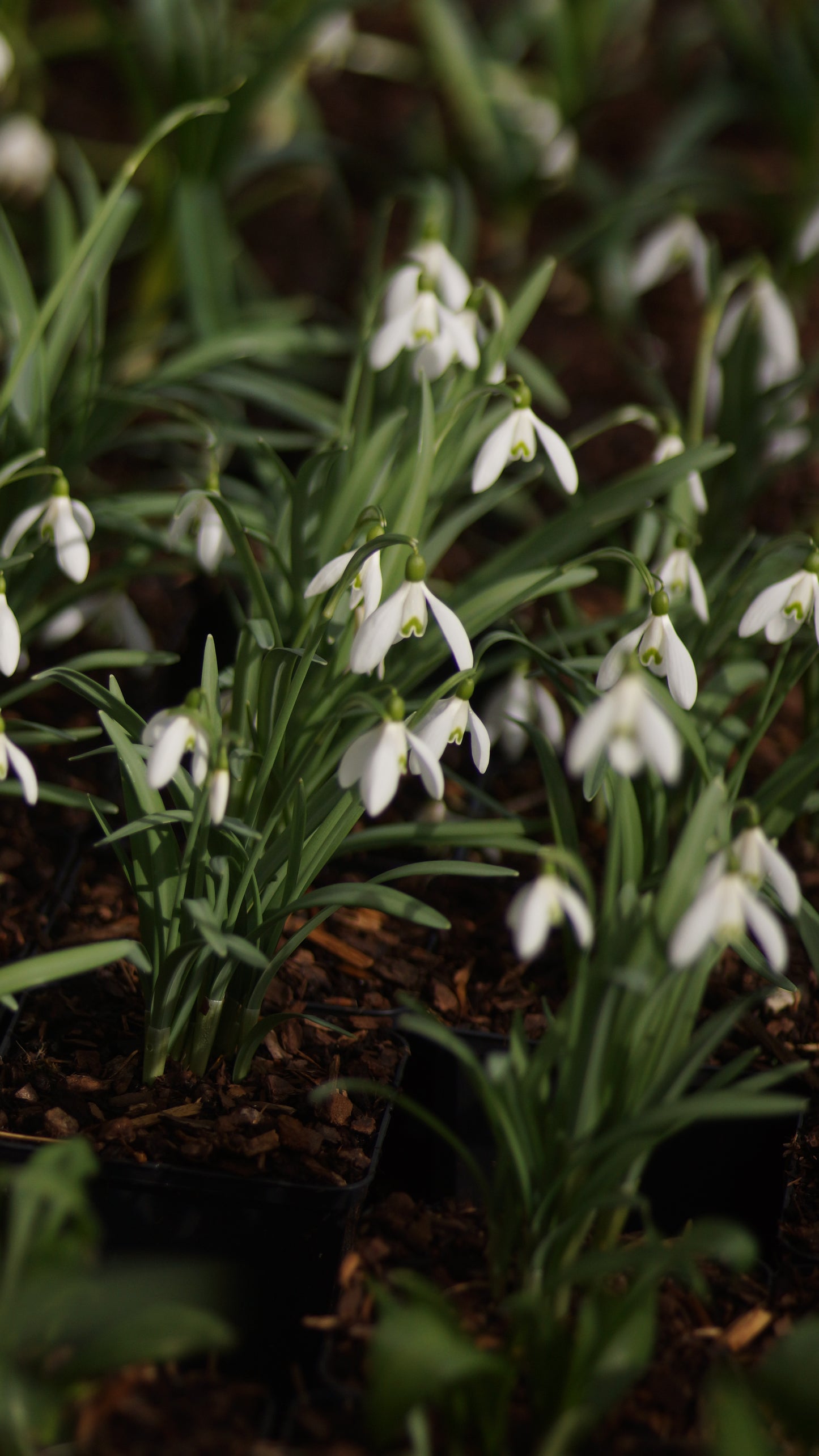 Galanthus nivalis -Kleines Schneeglöckchen