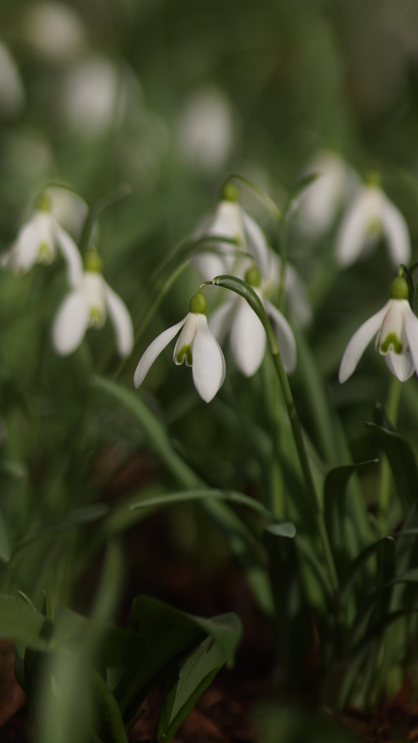 Galanthus nivalis -Kleines Schneeglöckchen